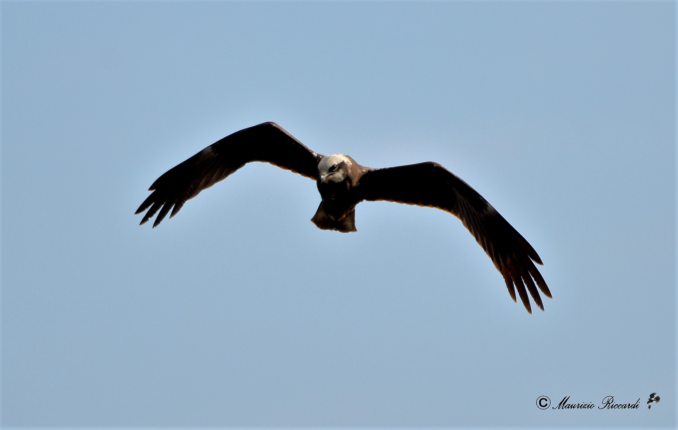 Marsh Hawk