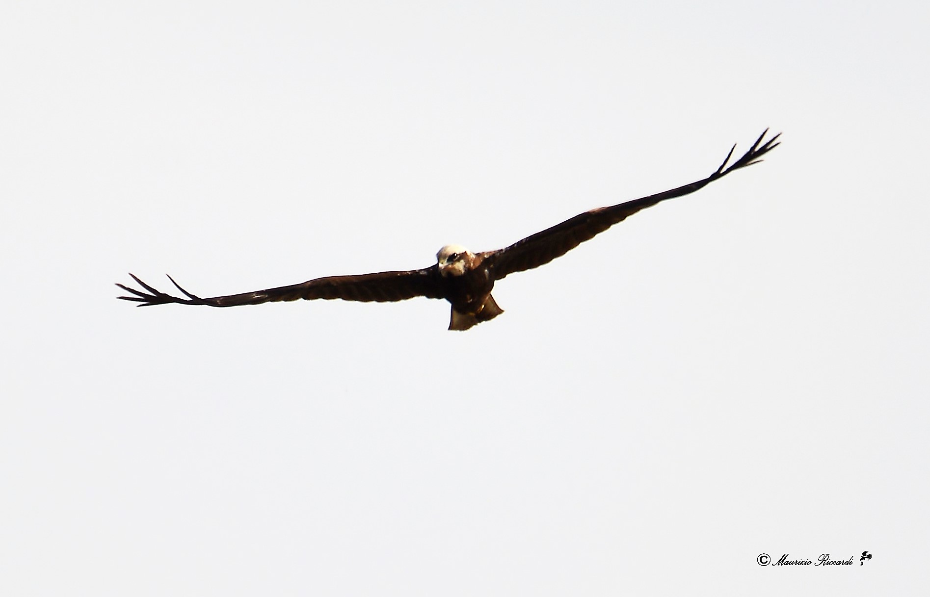 Marsh Hawk