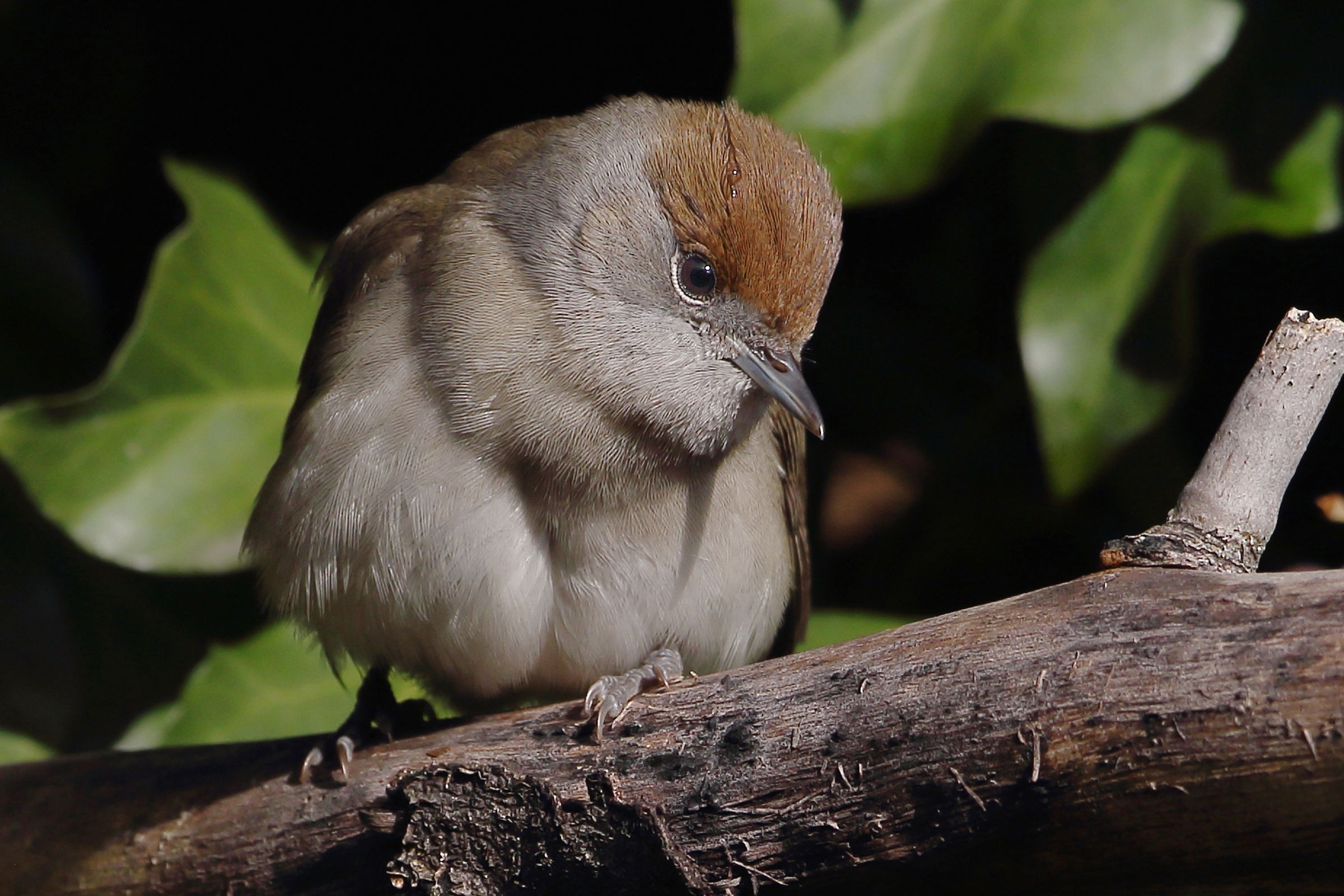 Femminuccia di capinera.