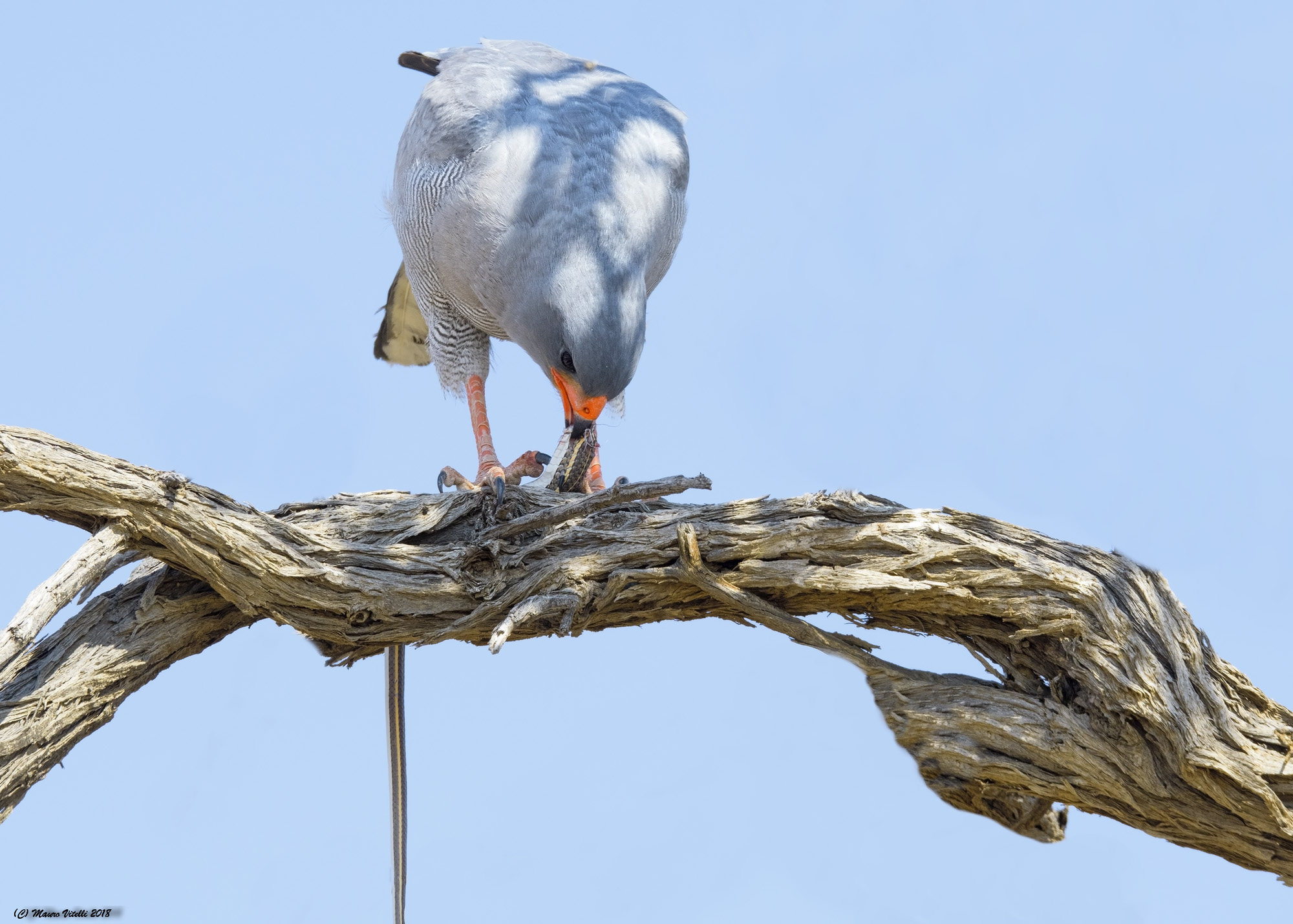 Melierax canorus...e il serpente (Central Kalahari)