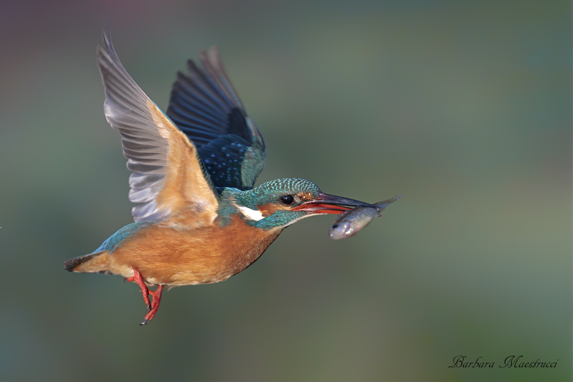 My free flight is you....