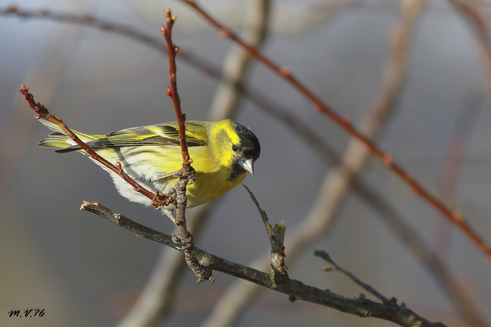 Lucherino - Spinus spinus