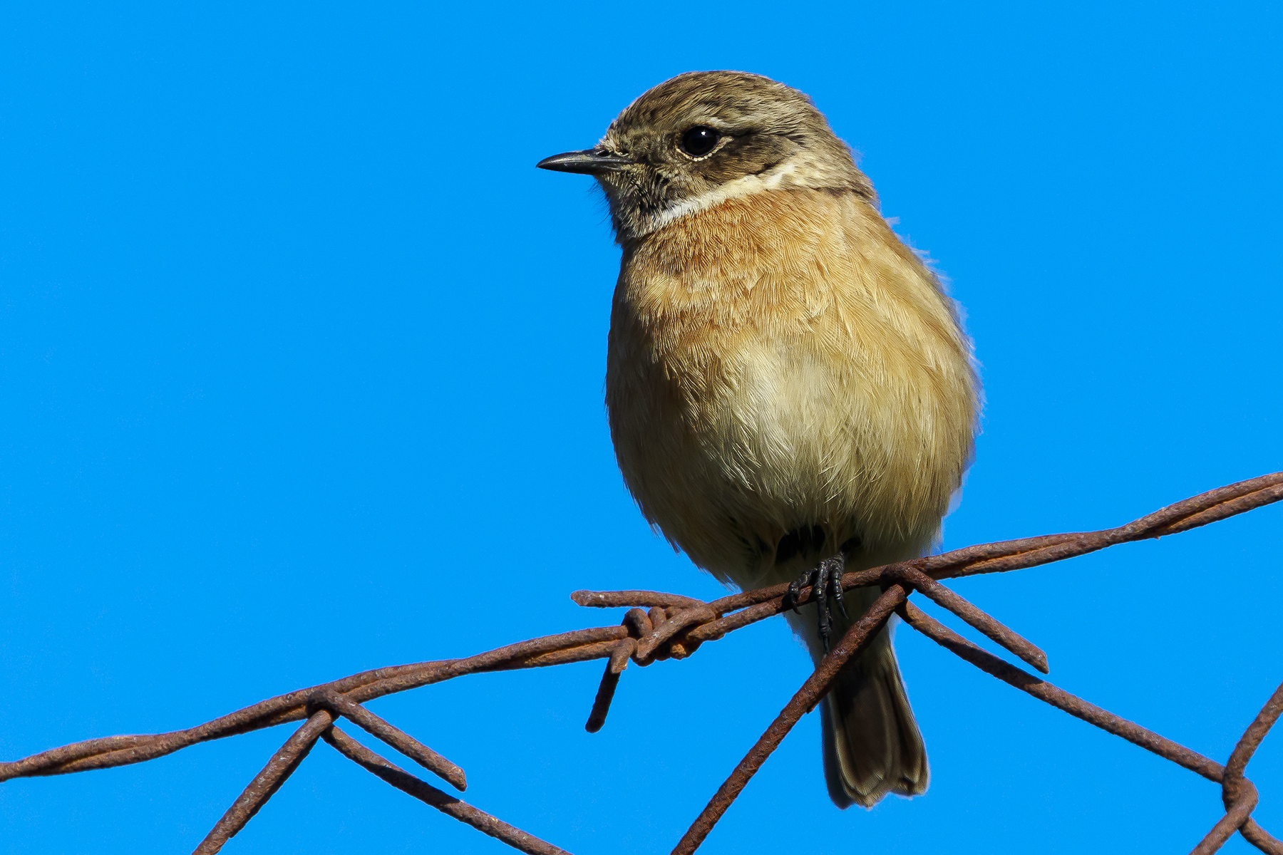Stonechat