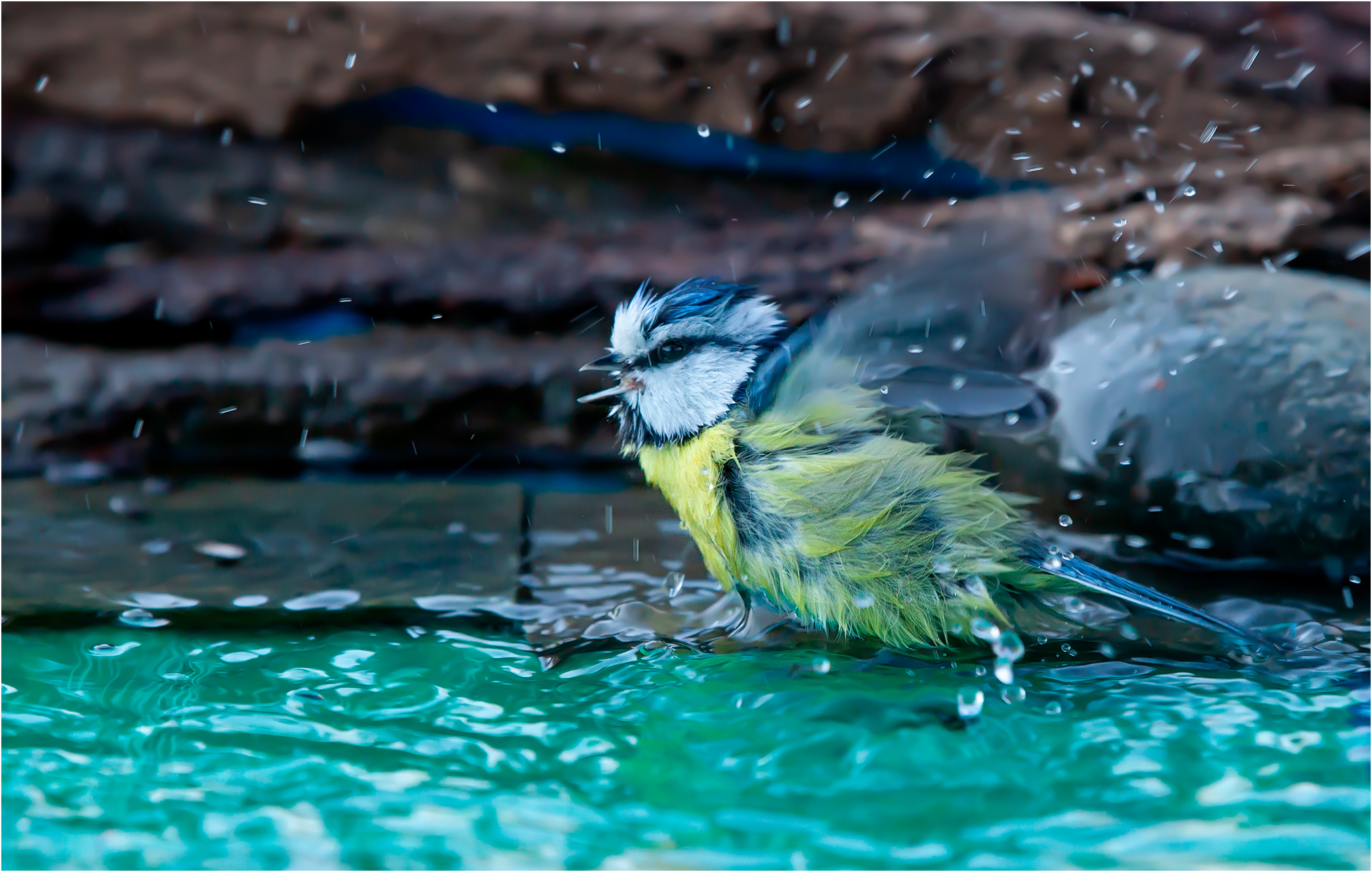 Bagnetto pomeridiano del 21-01-2019