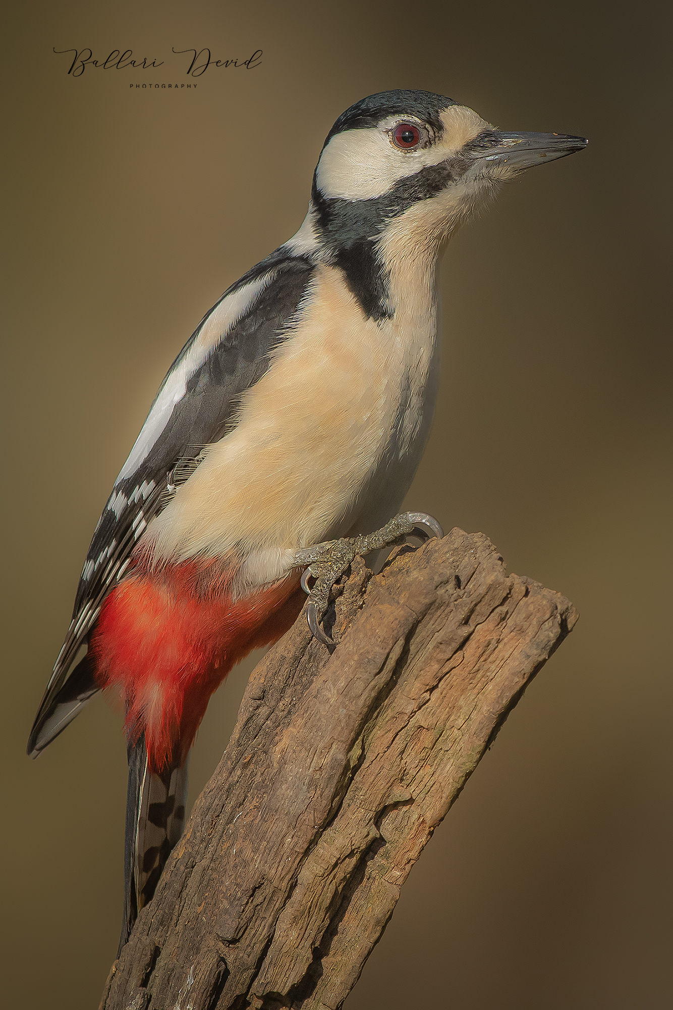 picchio rosso maggiore