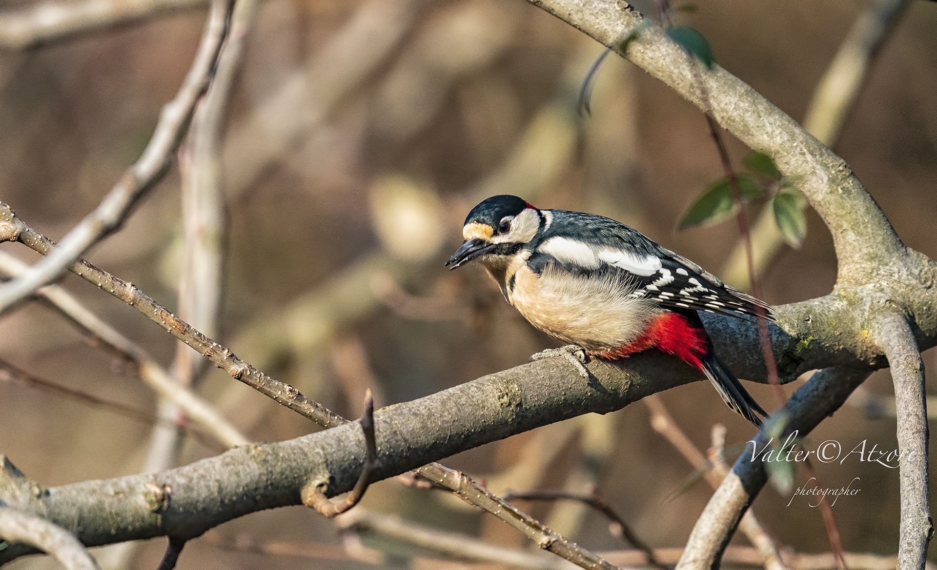 Senior Red Woodpeckers