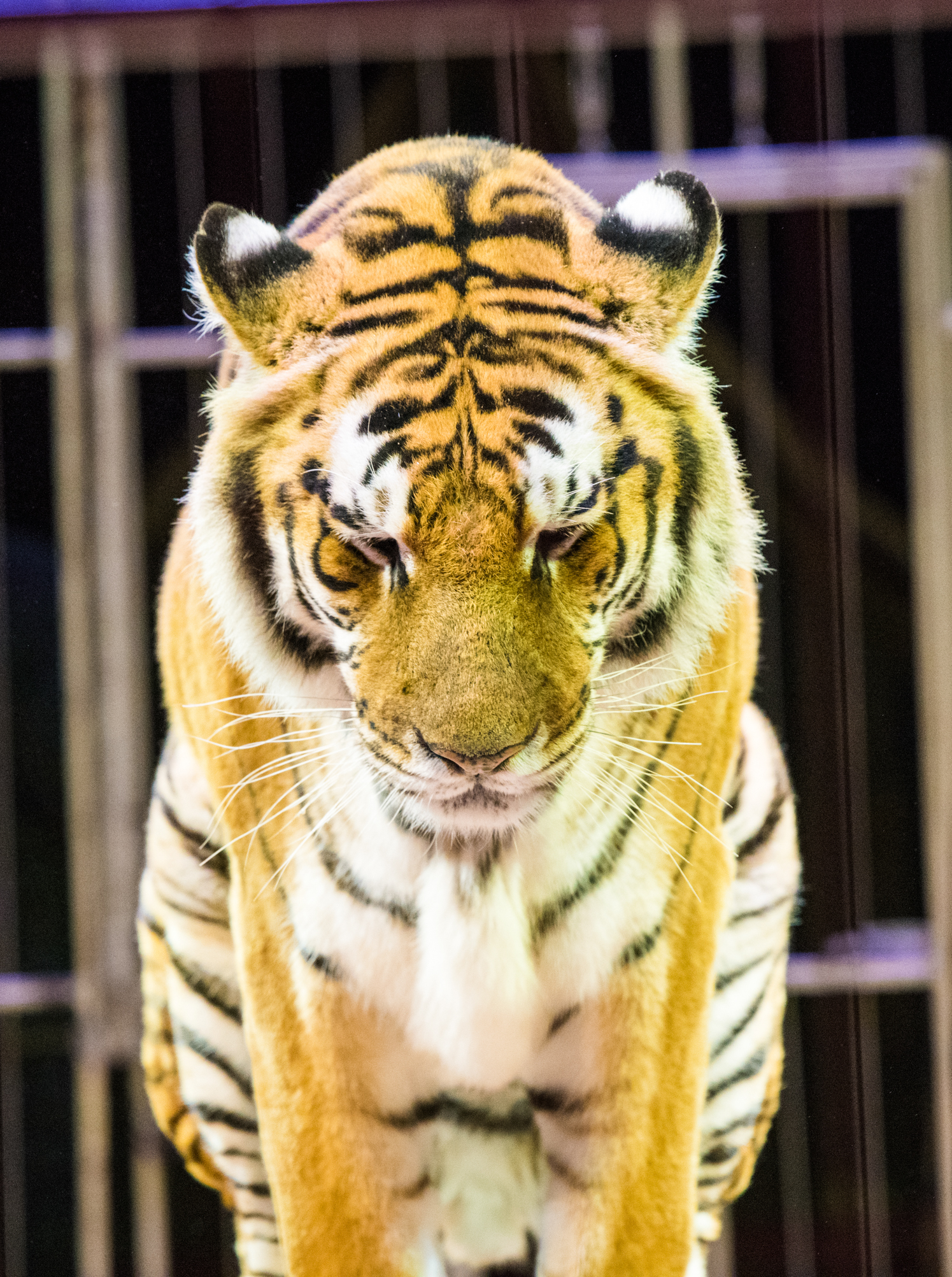 d850, Tamron 70 200 2.8, F4, ISO 3600 1/320