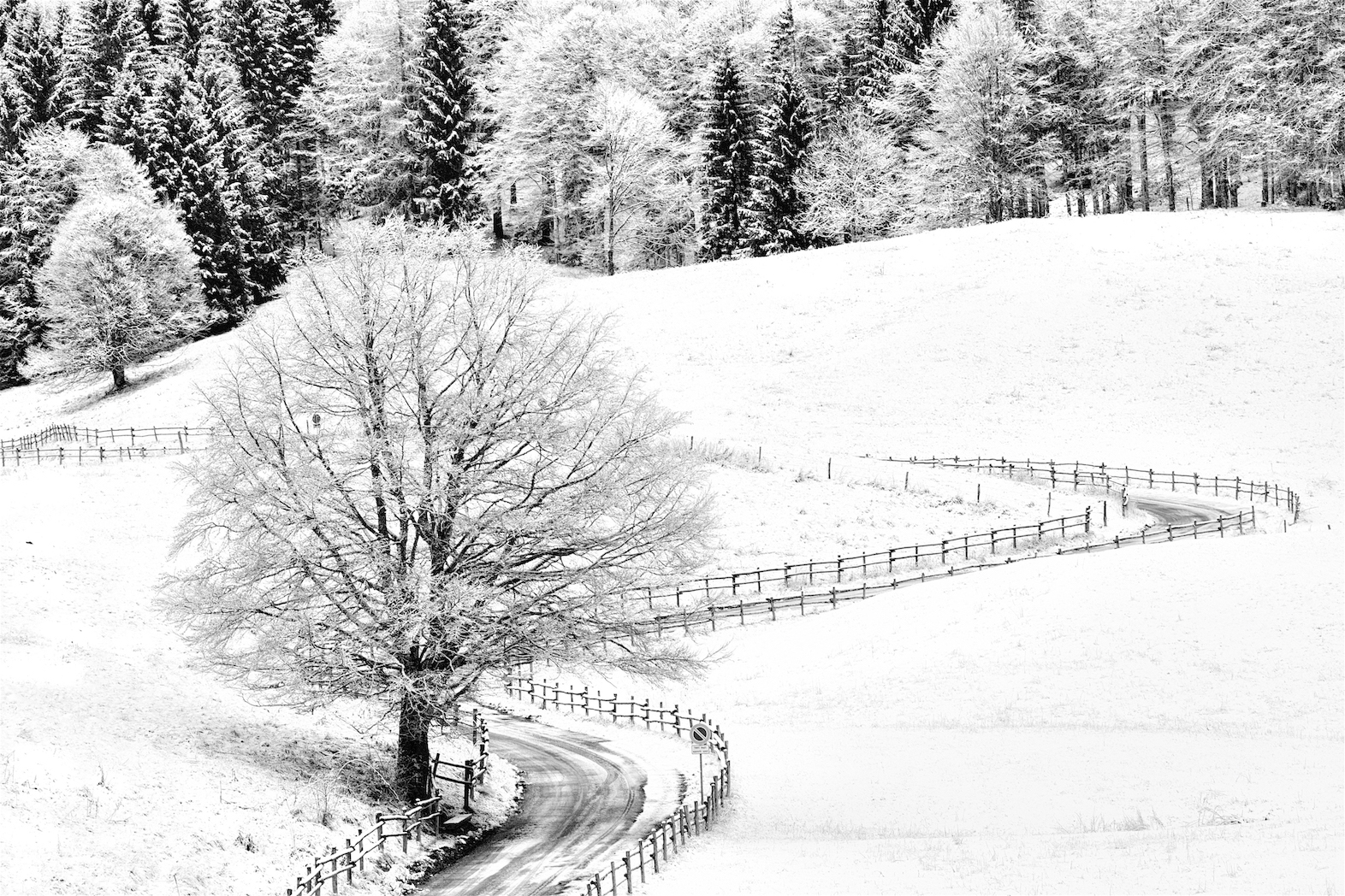 Cansiglio " primo bianco 2019"