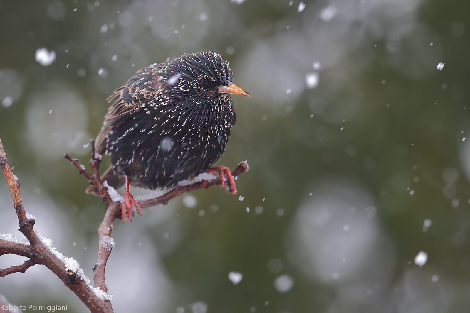 Storno in the blizzard