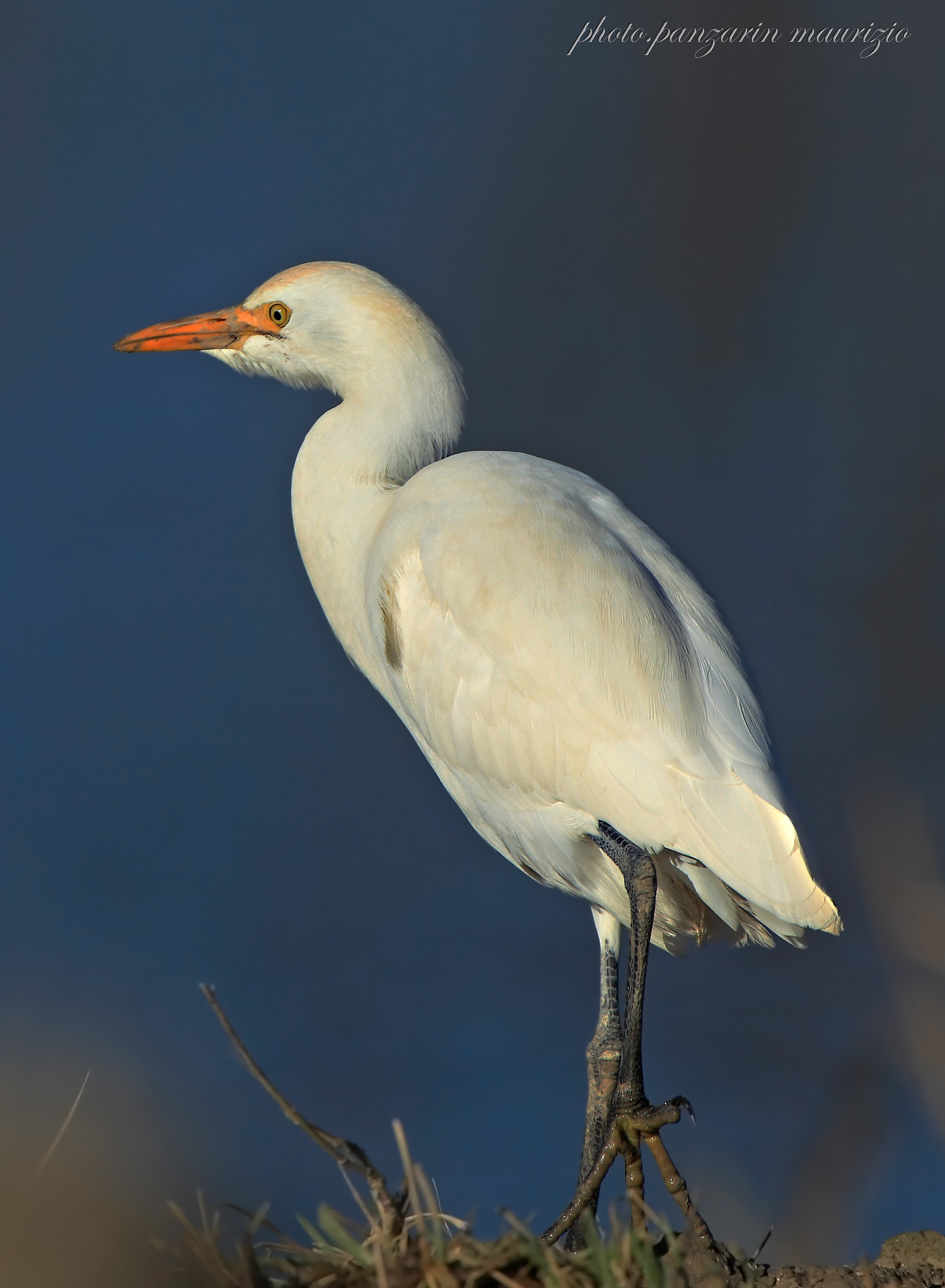 cattle egret