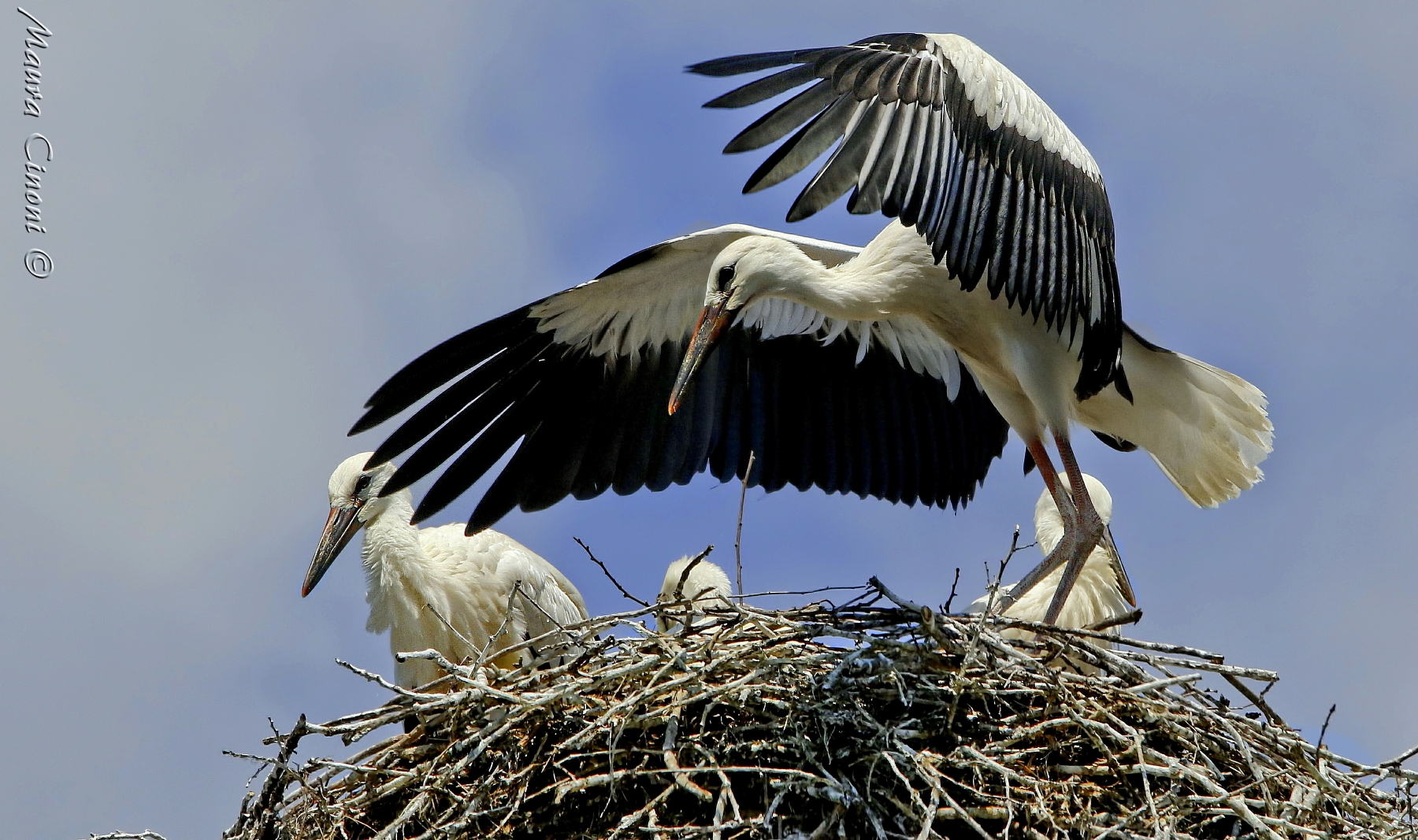 Cicogne.Pulli all'involo