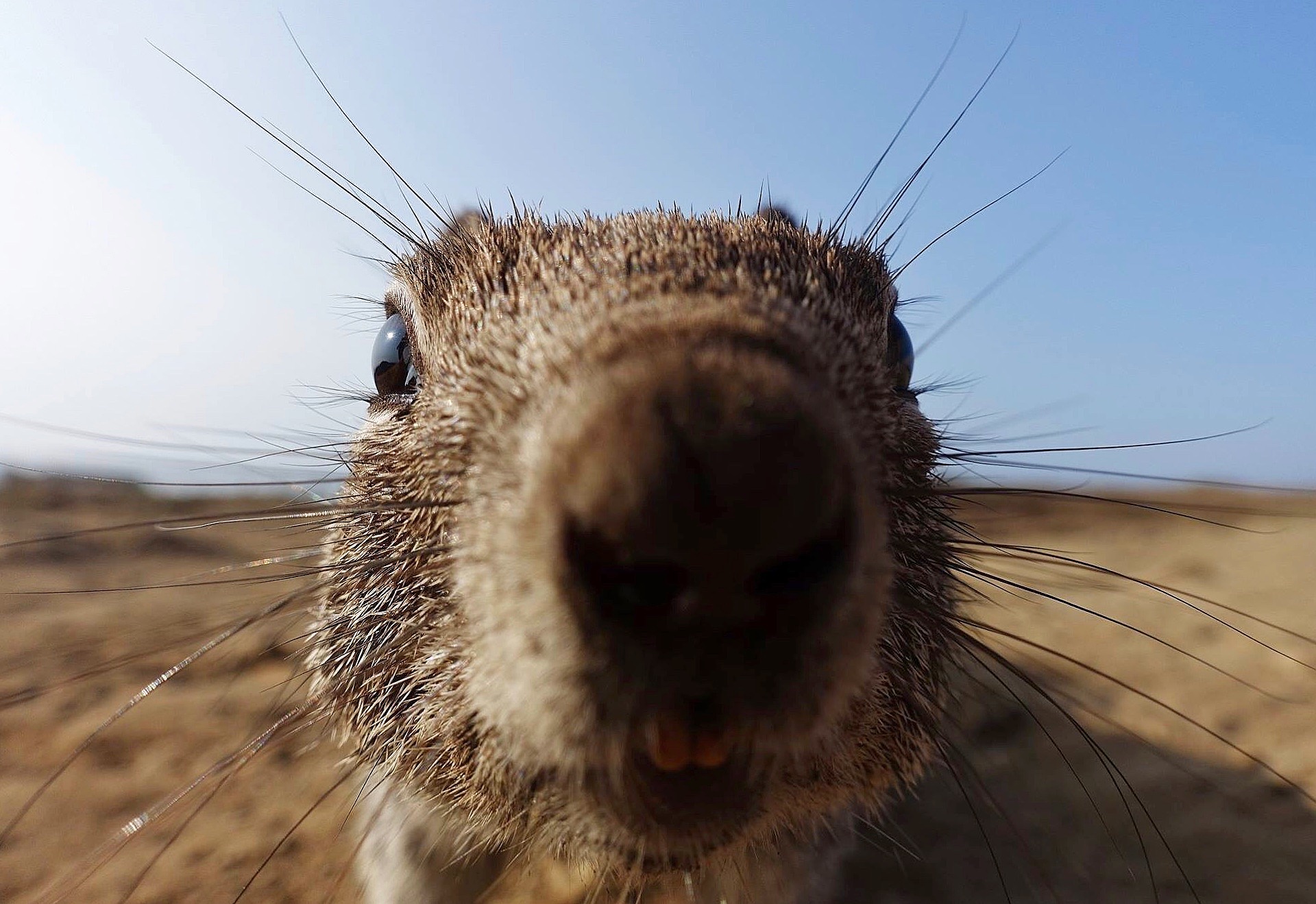 Scoiattolo della California