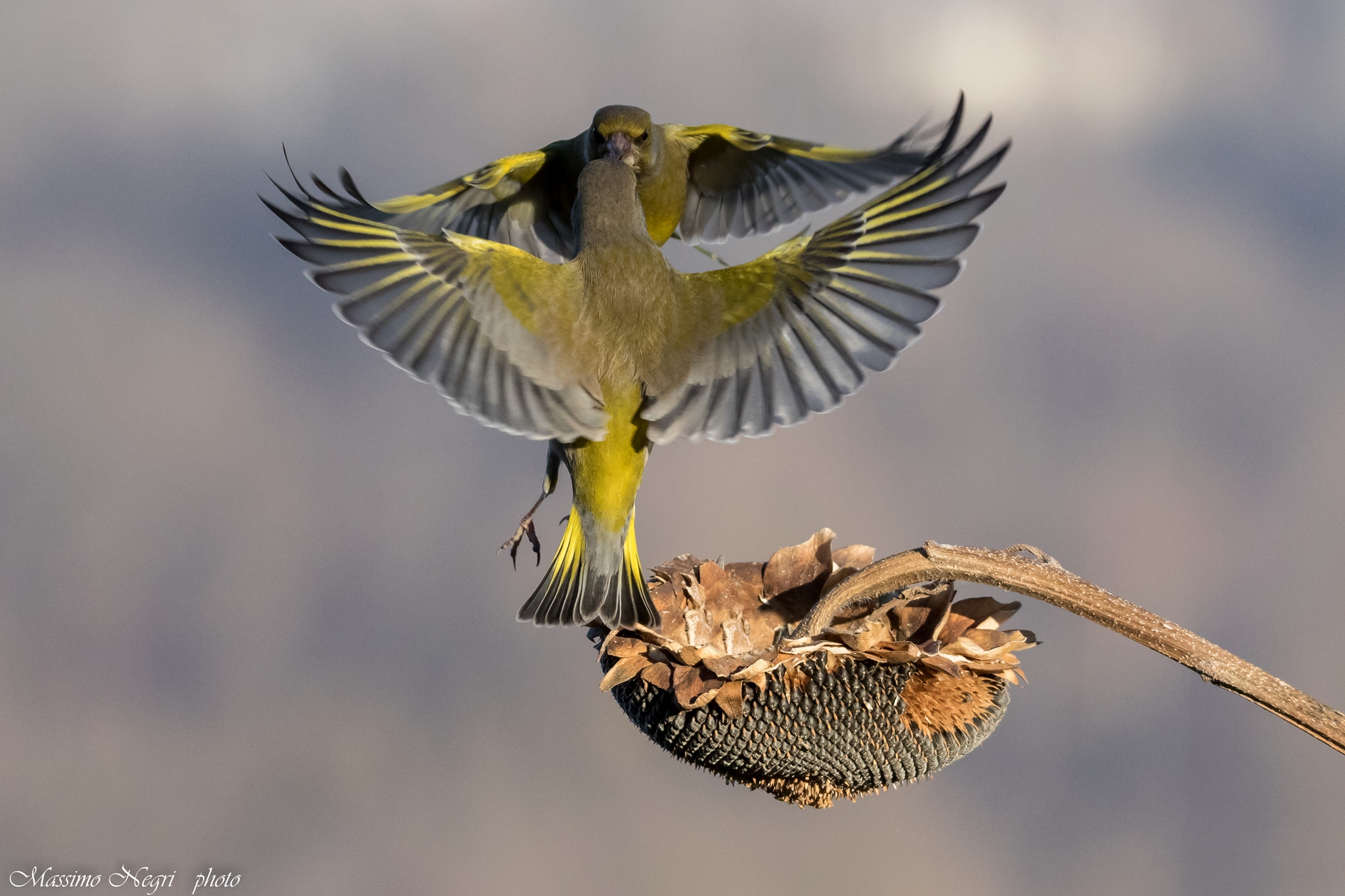 verdoni allo specchio