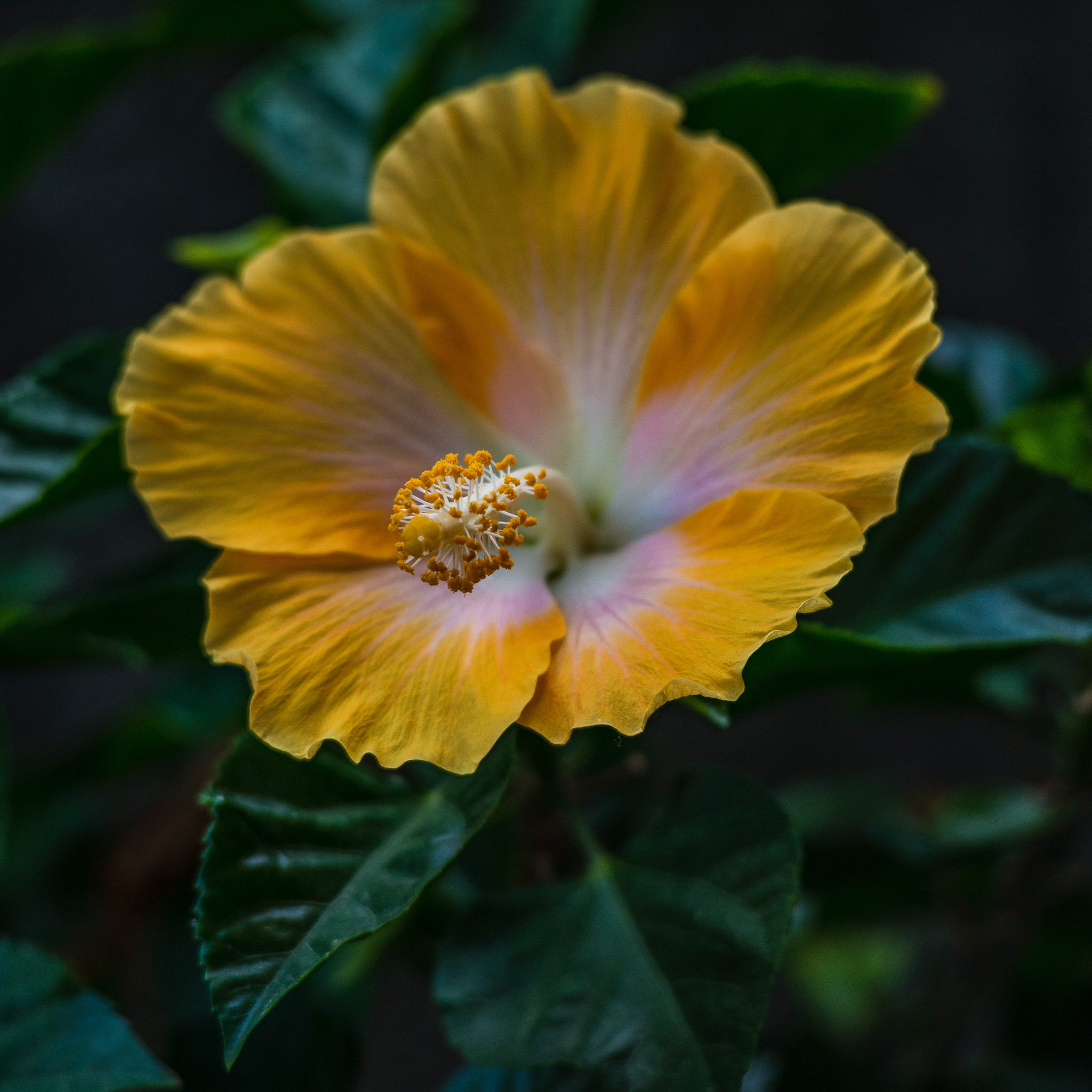 Hibiscus