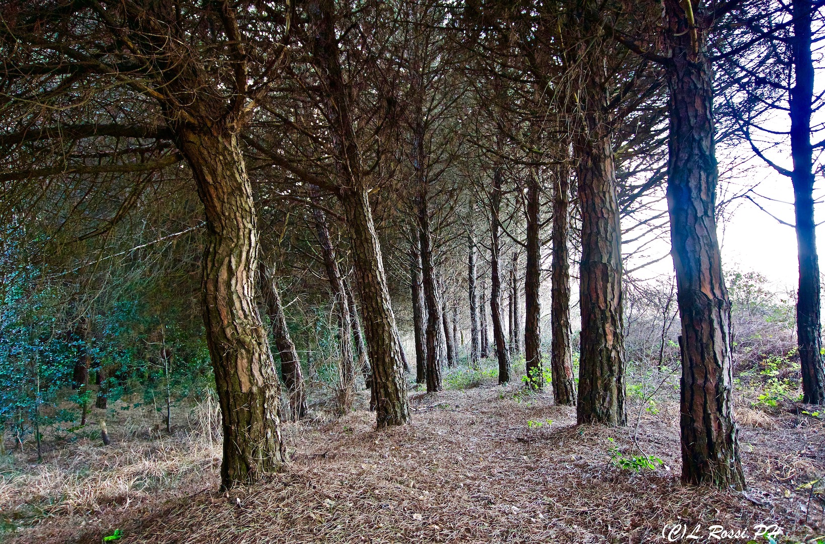 i guardiani del bosco