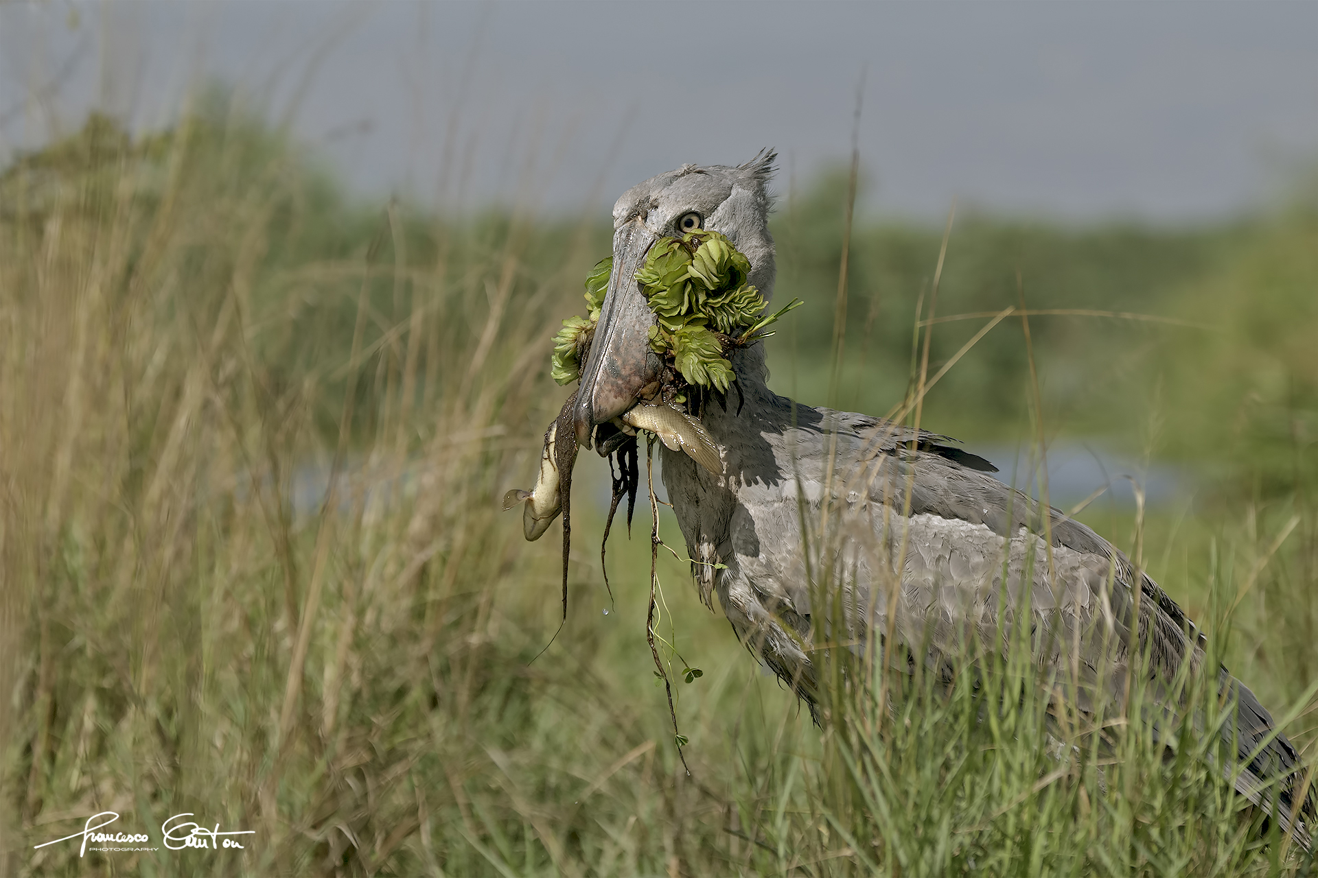 Shoebill Stork Shoe Beak