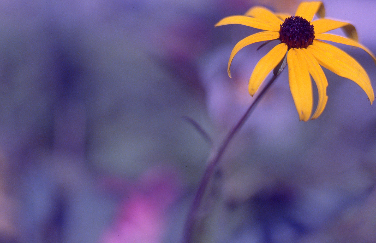 Untitled/oct 2018/Scanning from the Kodak Tungsten 200