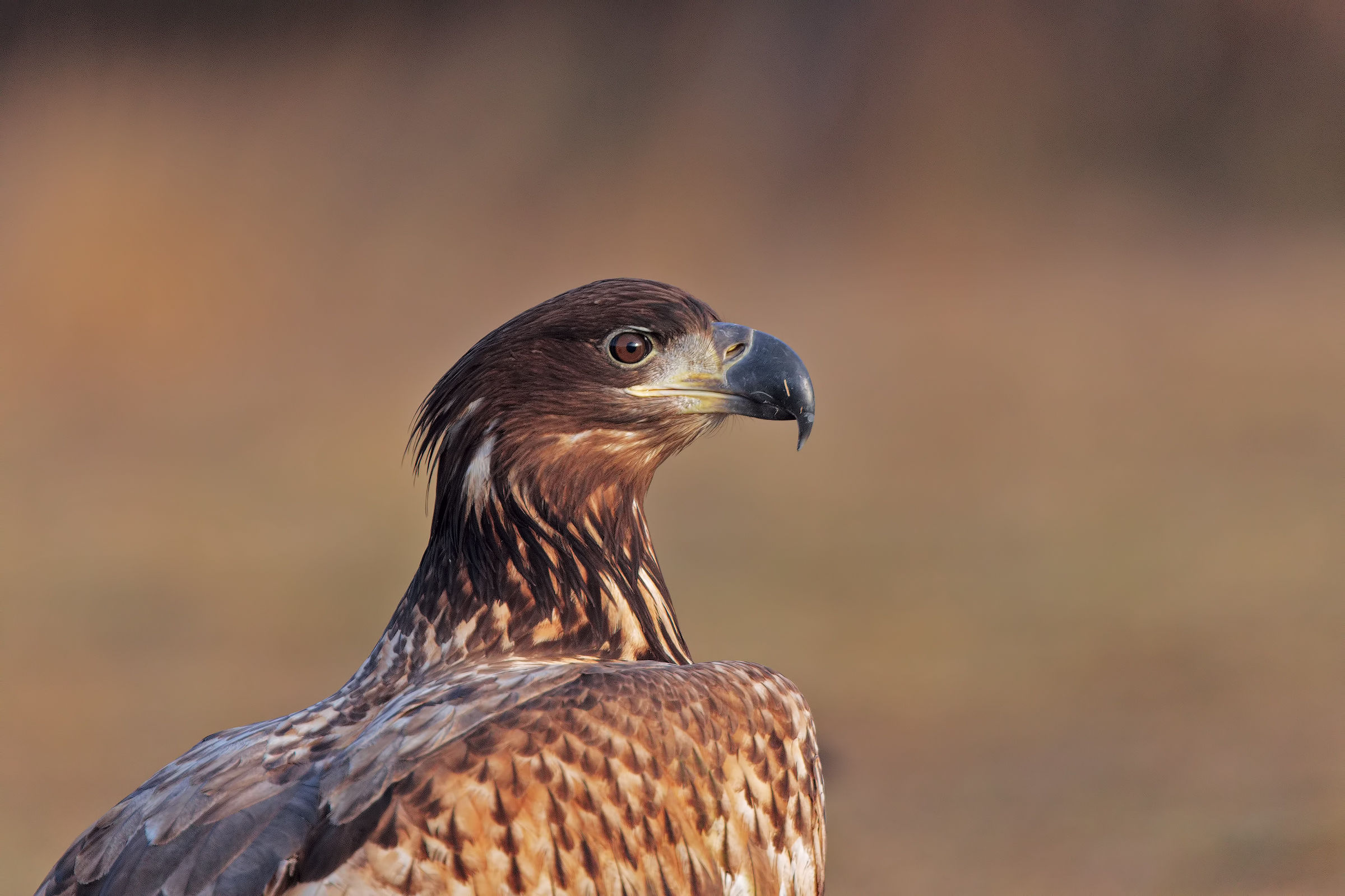 Young Sea Eagle White tail