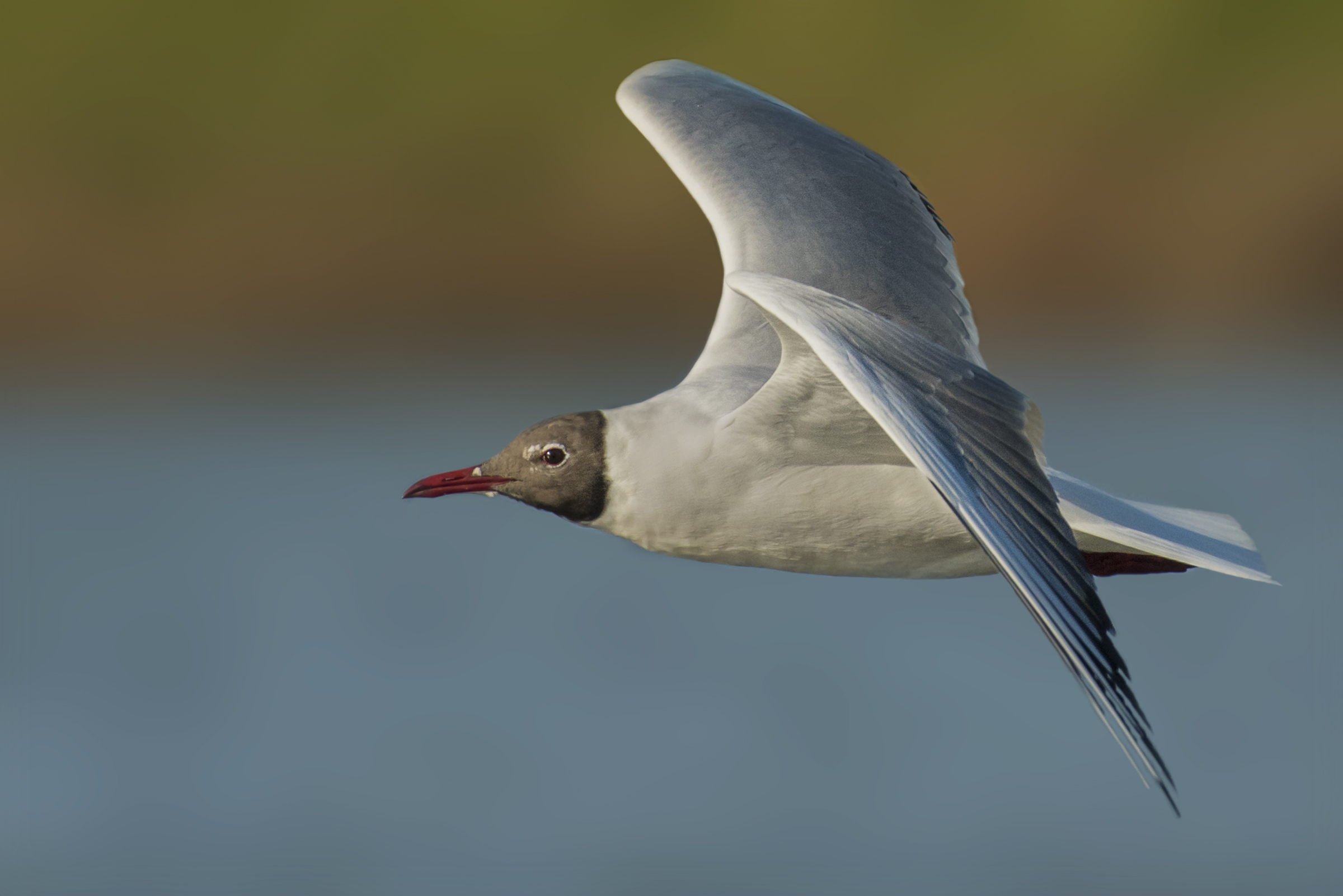 Common Seagull in flight