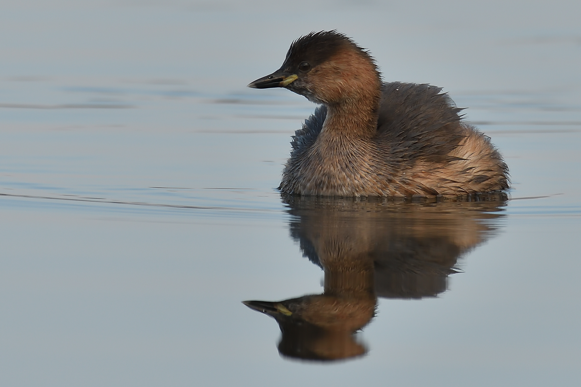 Little Grebe