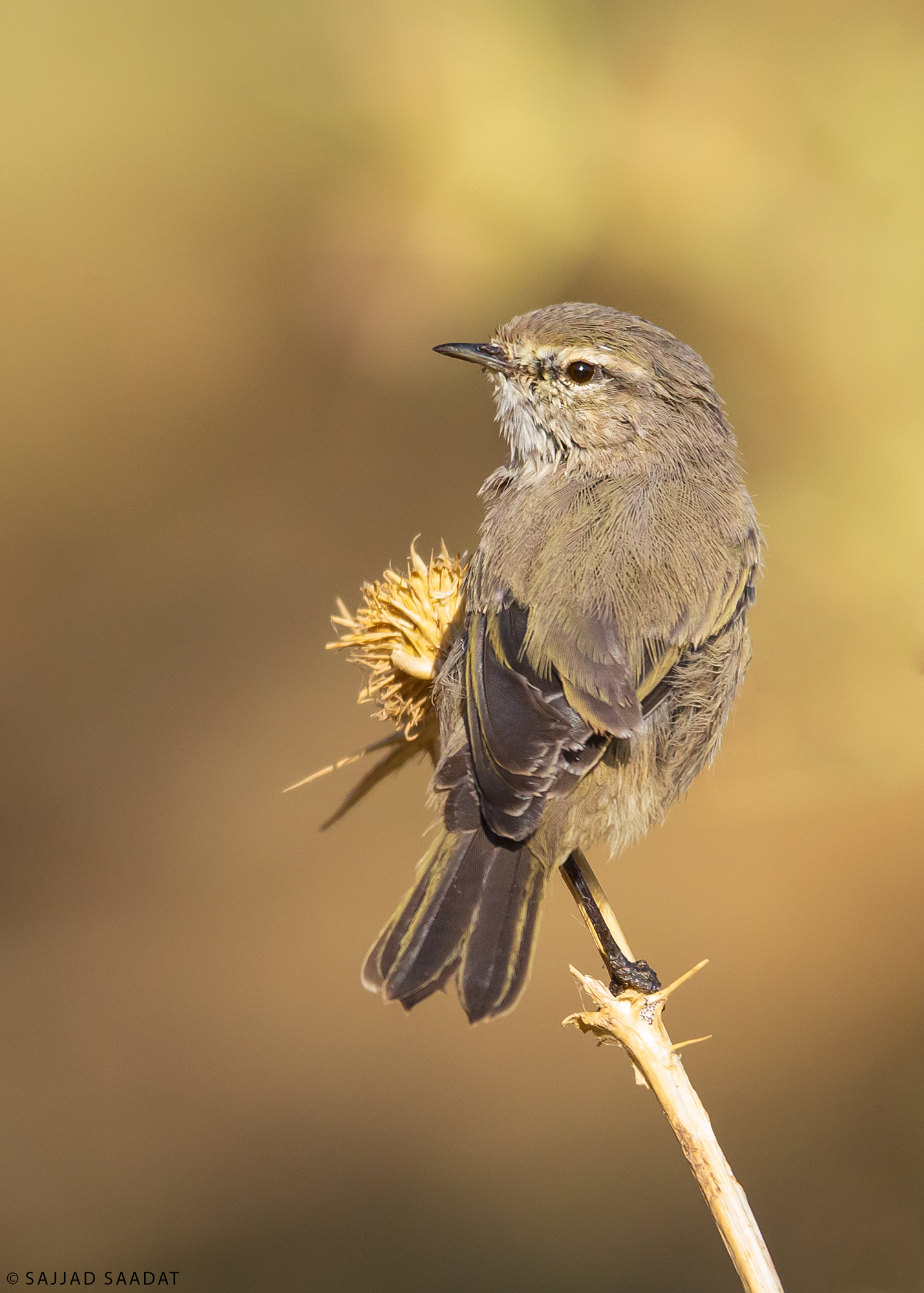 Plain Leaf Warbler