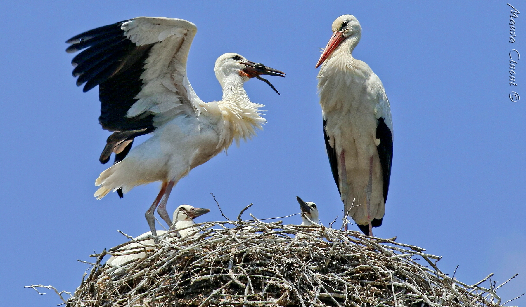 Cicogna.Il Succulento Pasto