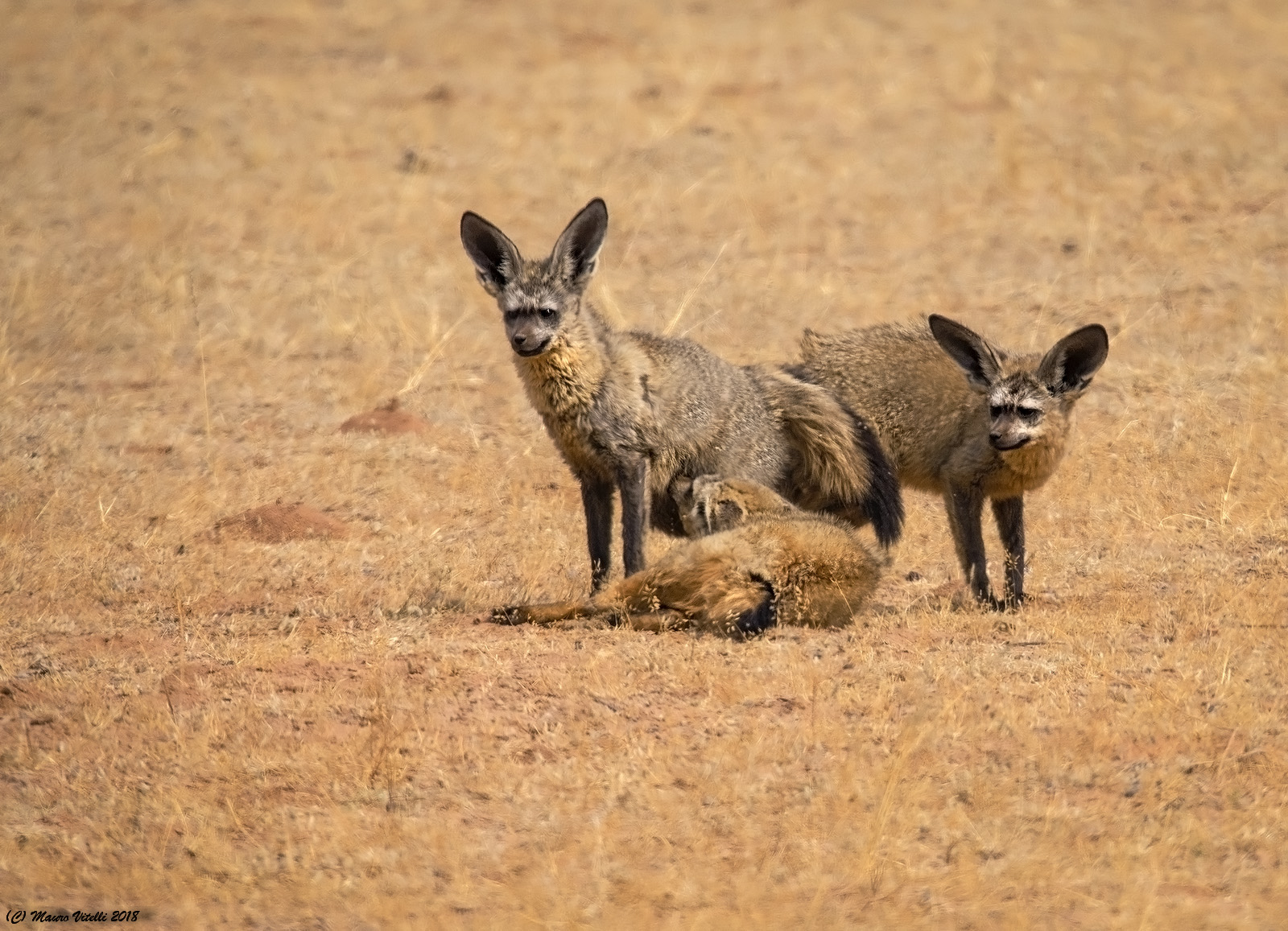 Otocioni (Central Kalahari)