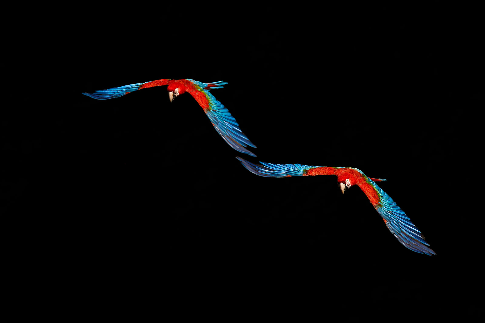 Scarlet Macaw (Ara Macao)