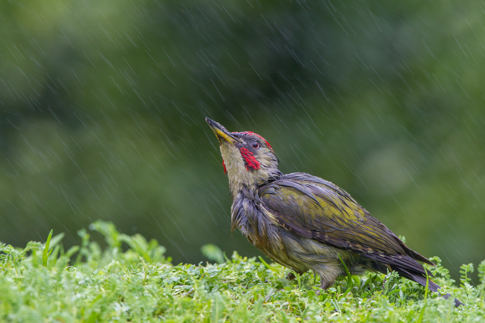 Green Woodpecker, male - Picus viridis (Portugal)