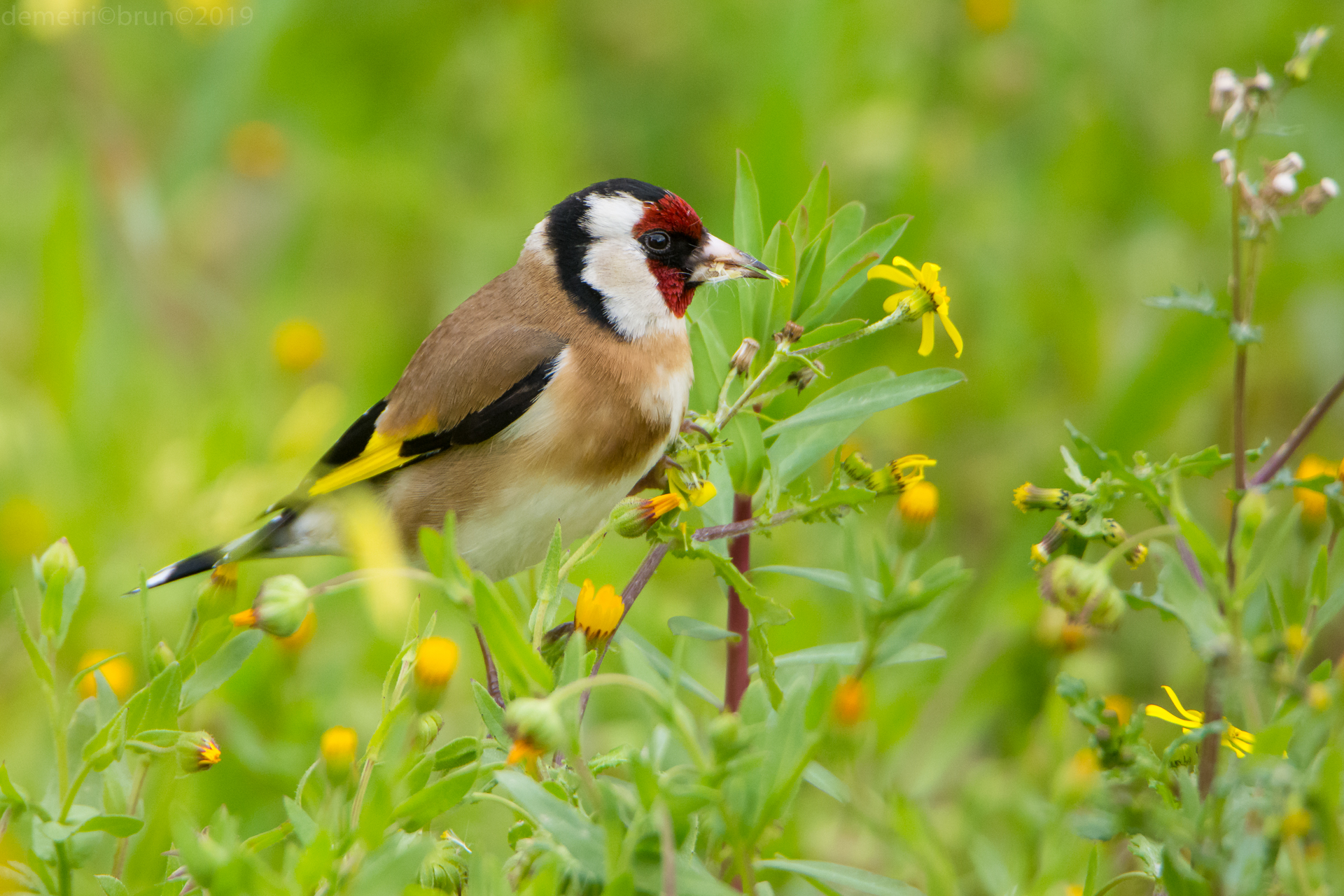 Male Goldfinch