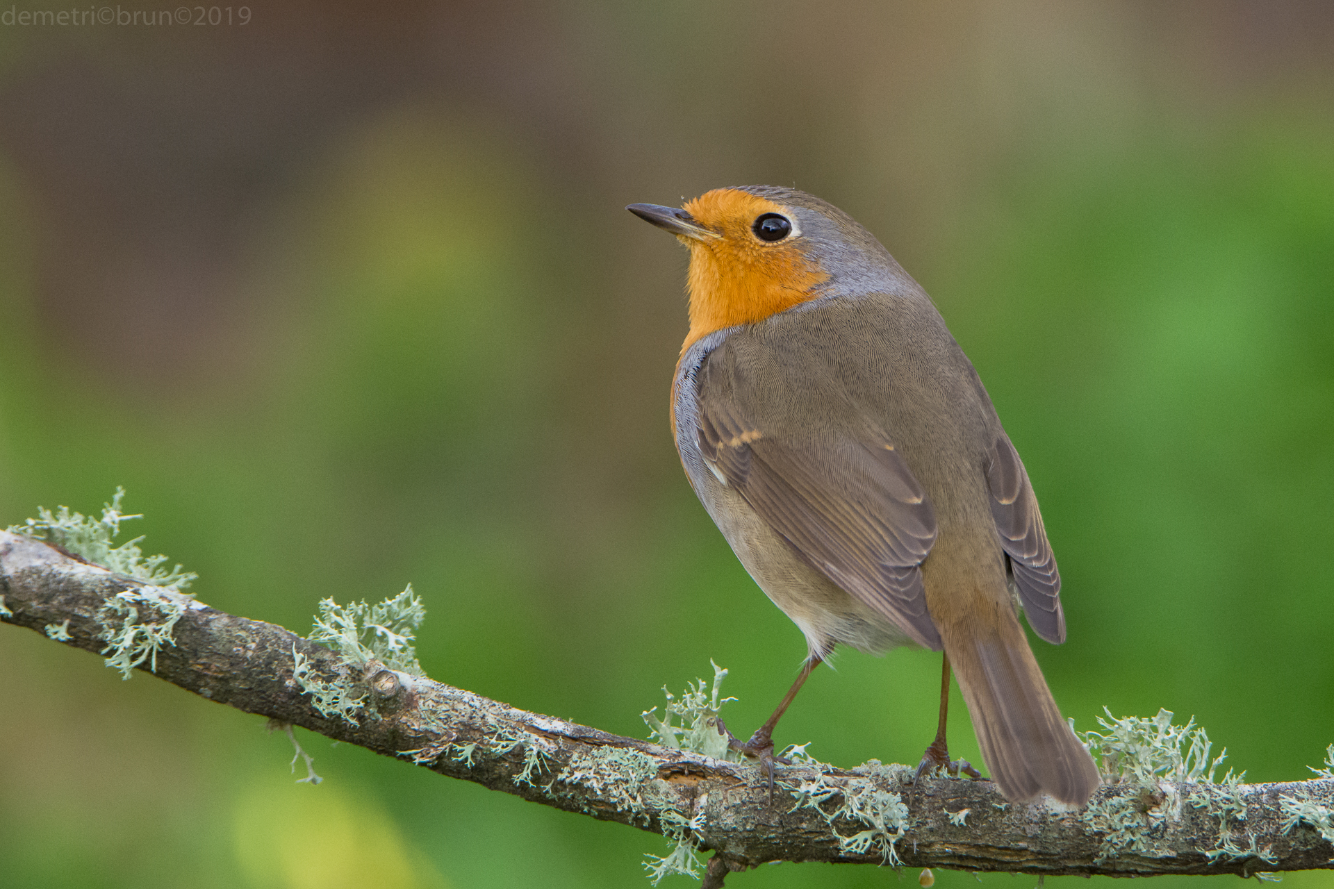 Robin