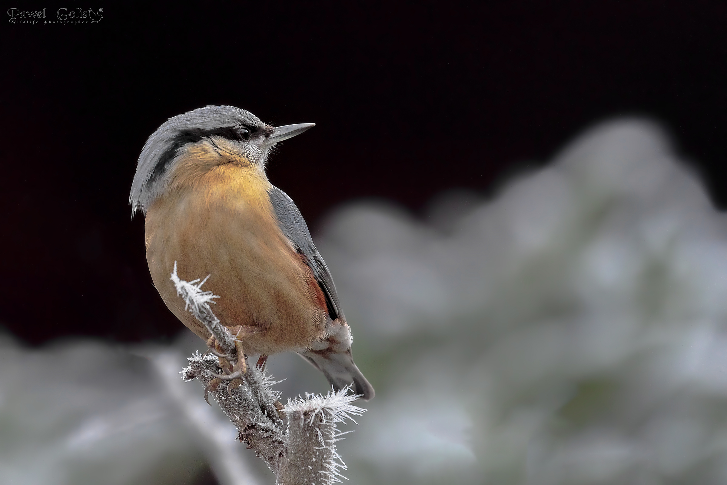 Picchio muratore (Sitta europaea)