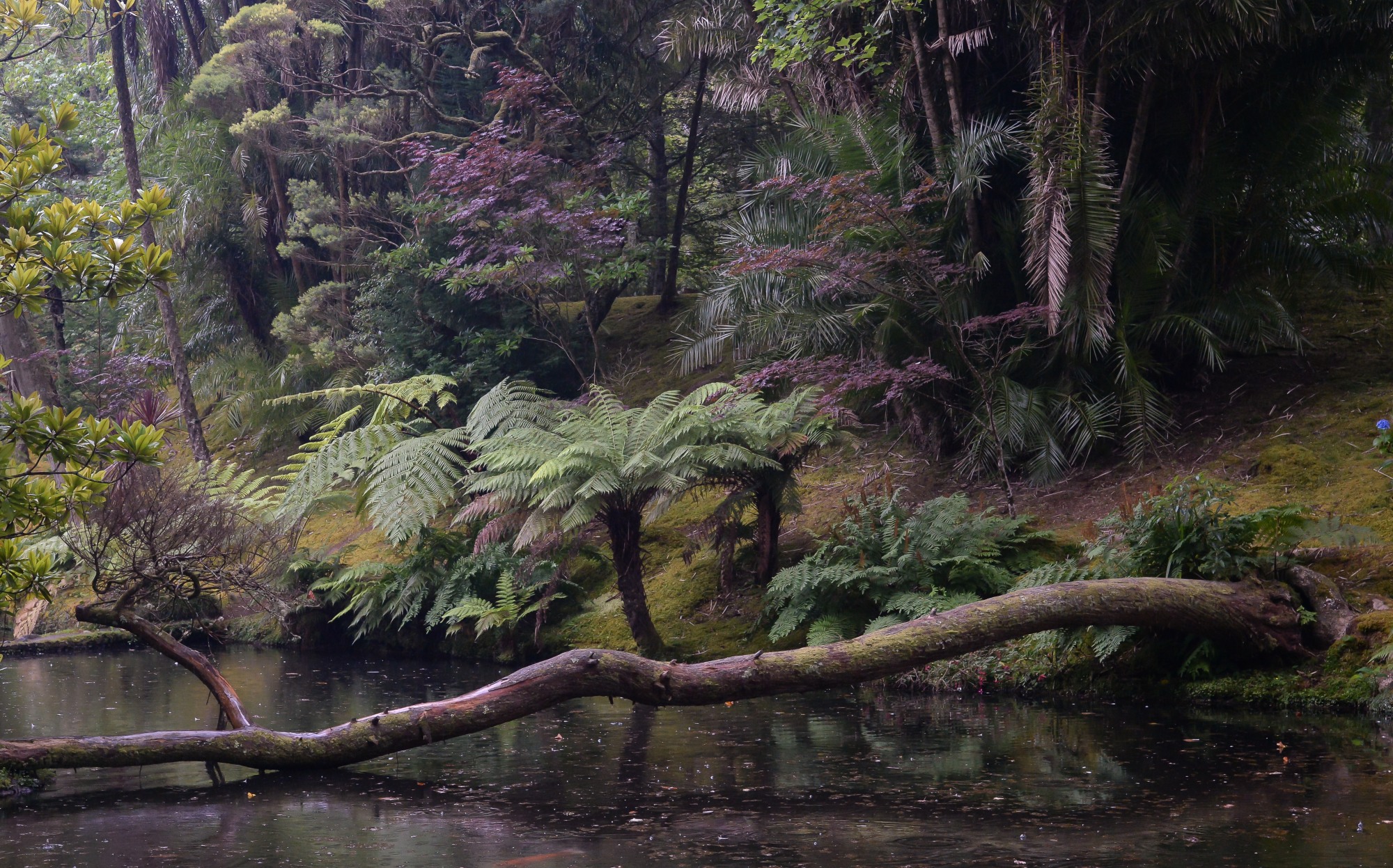 The garden: Terra Nostra, Furnas,  Sao Miguel