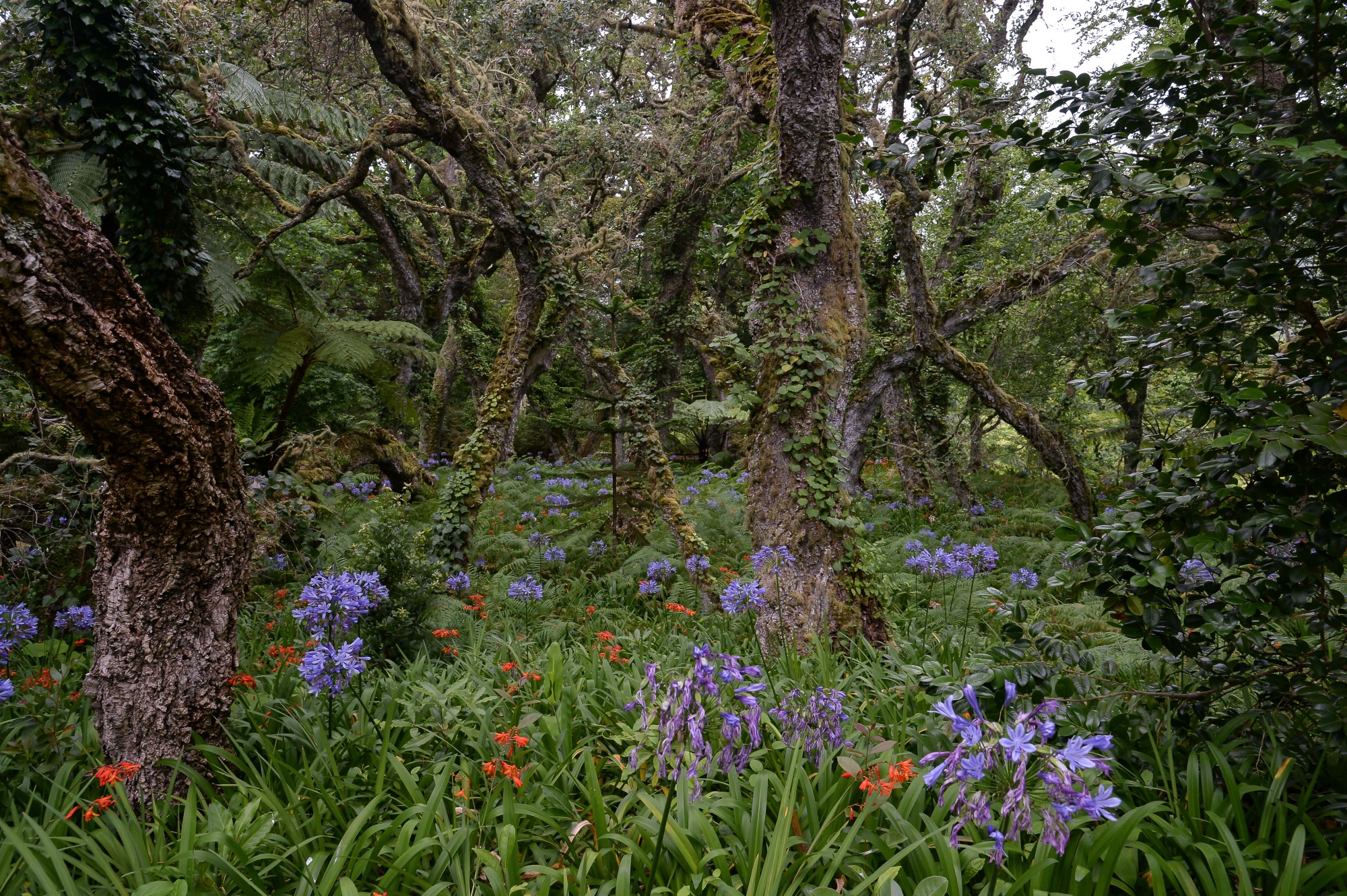 The garden: Terra Nostra, Furnas, Sao Miguel