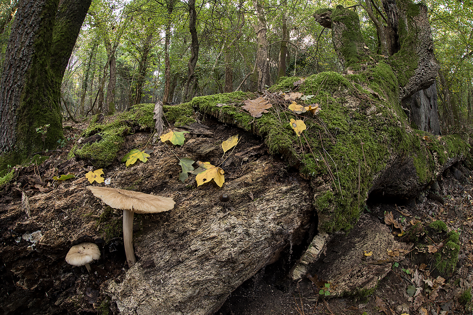 Megacollybia platyphylla
