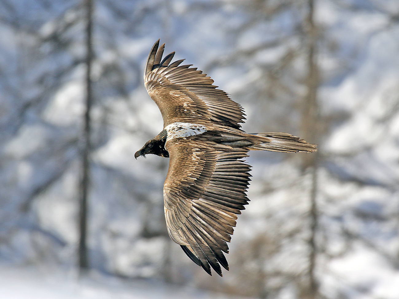 Young Bearded Vulture