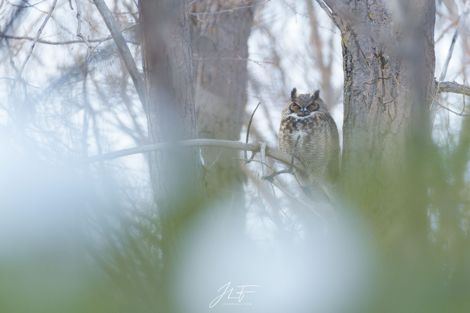 Great horned owl