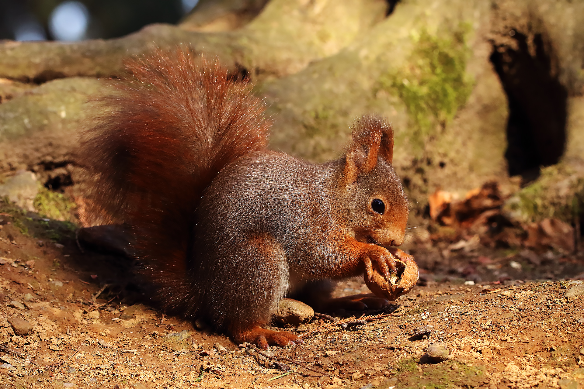 Red squirrel