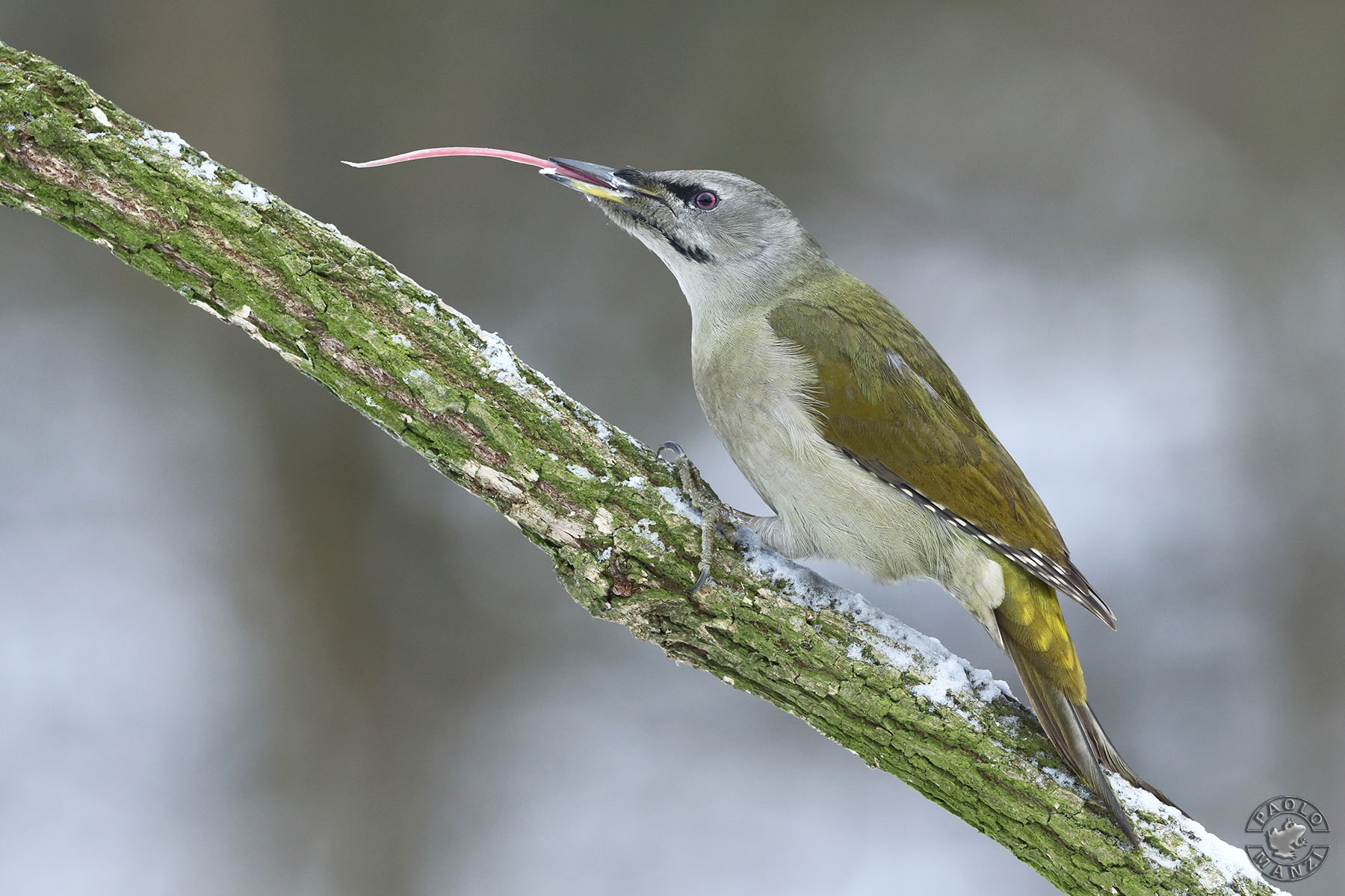 Picchio cenerino - Femmina