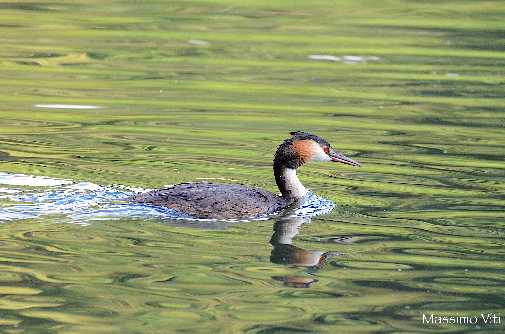 Grebe, on the Emerald River Adda