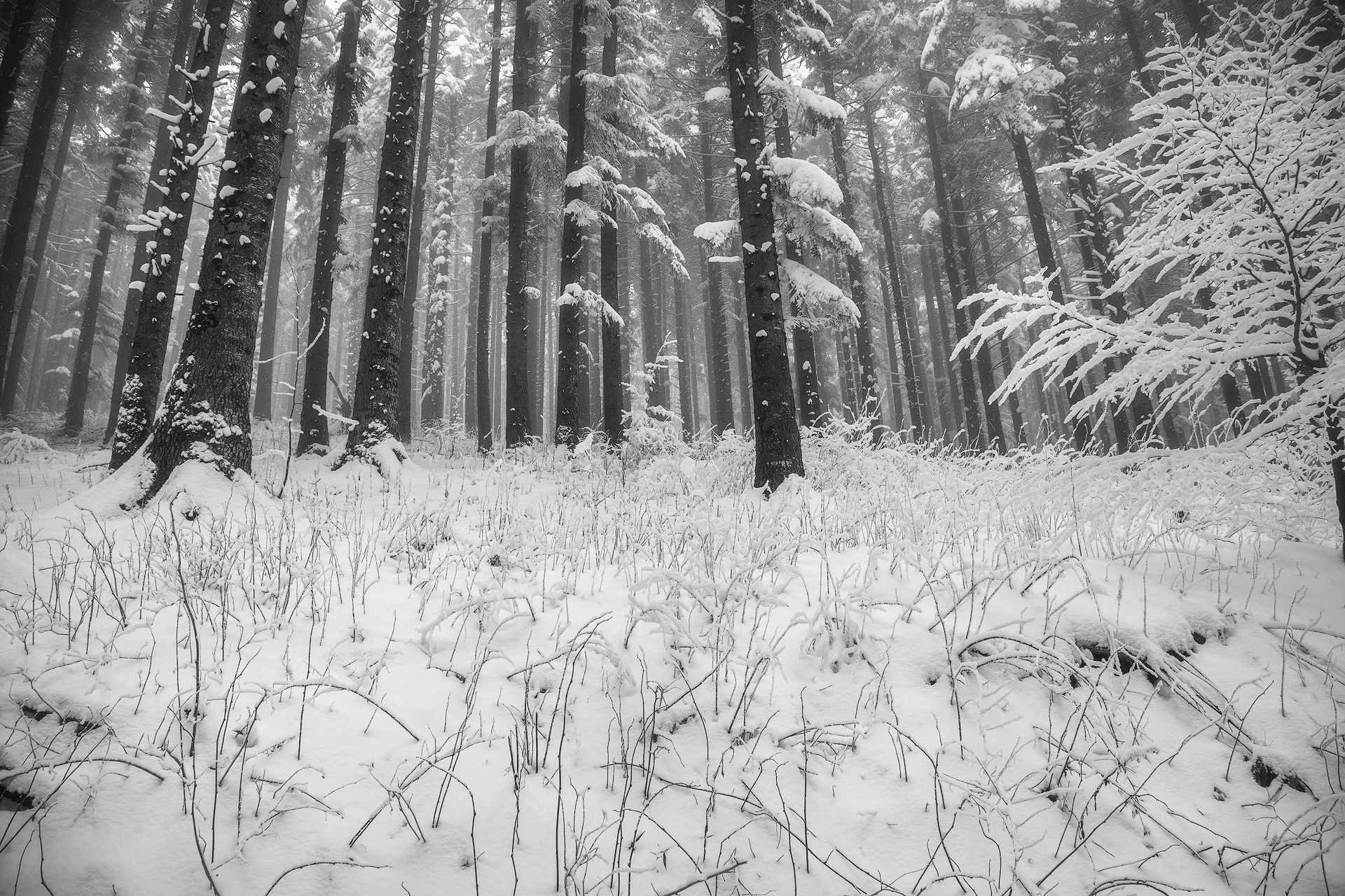 The enveloping silence of the snow