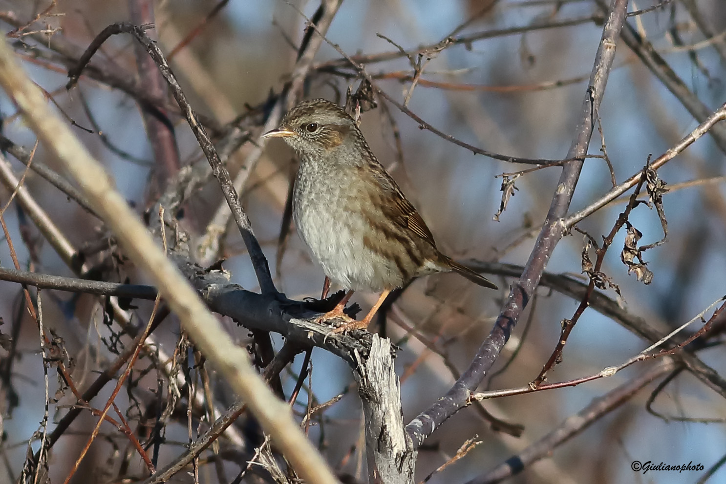 Passera Dunnock