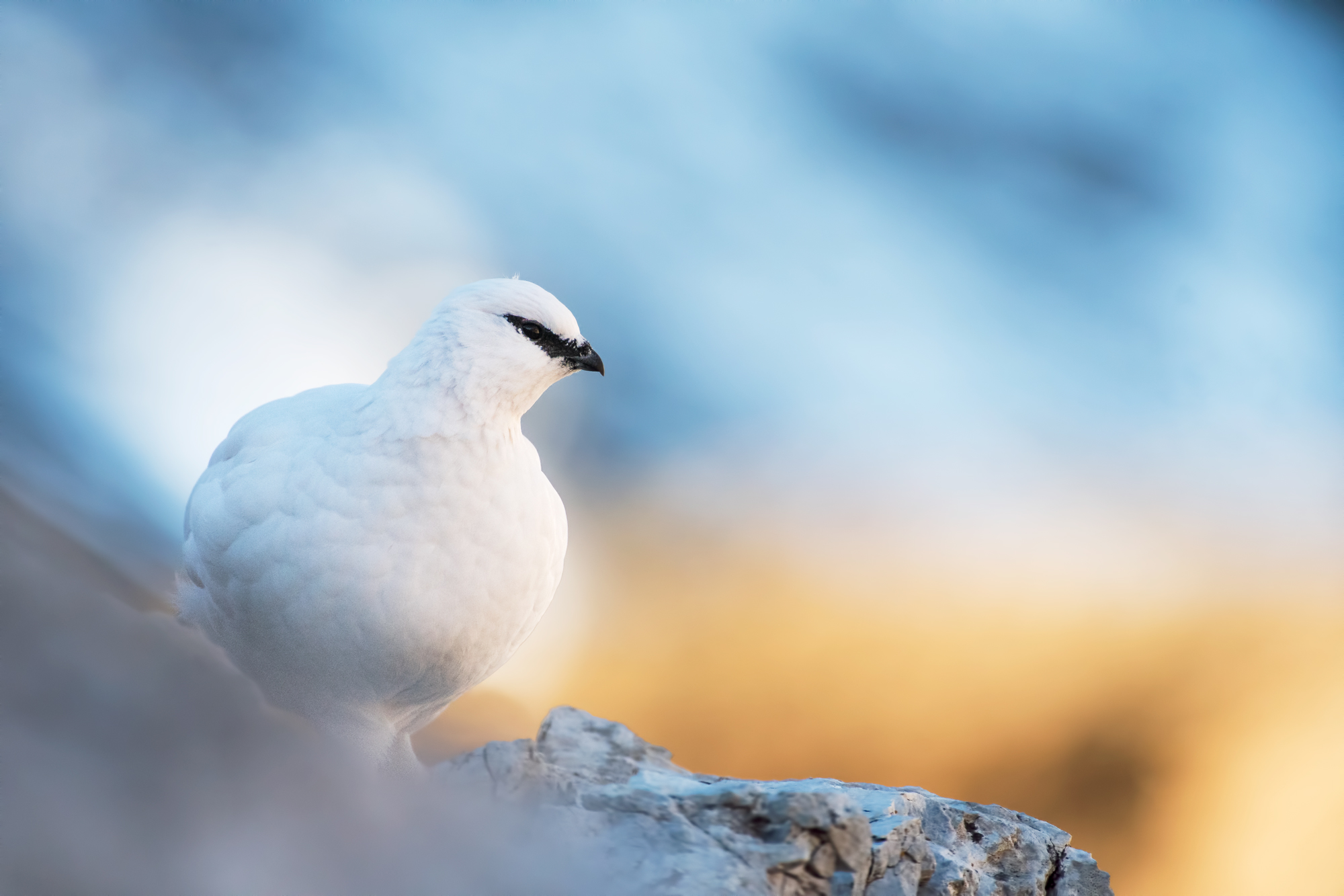 White Partridge