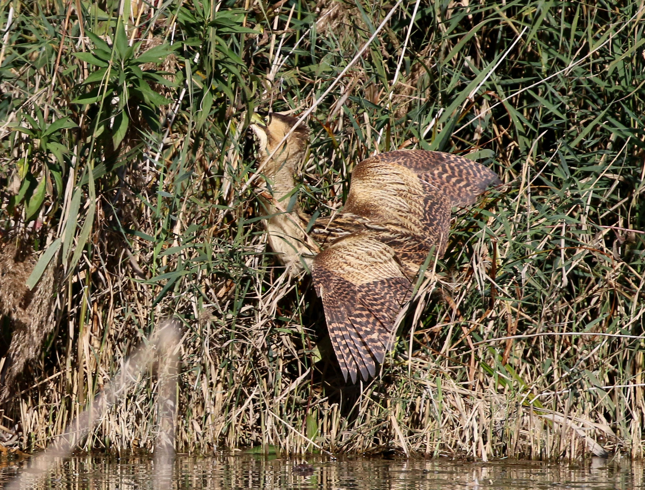 Bittern