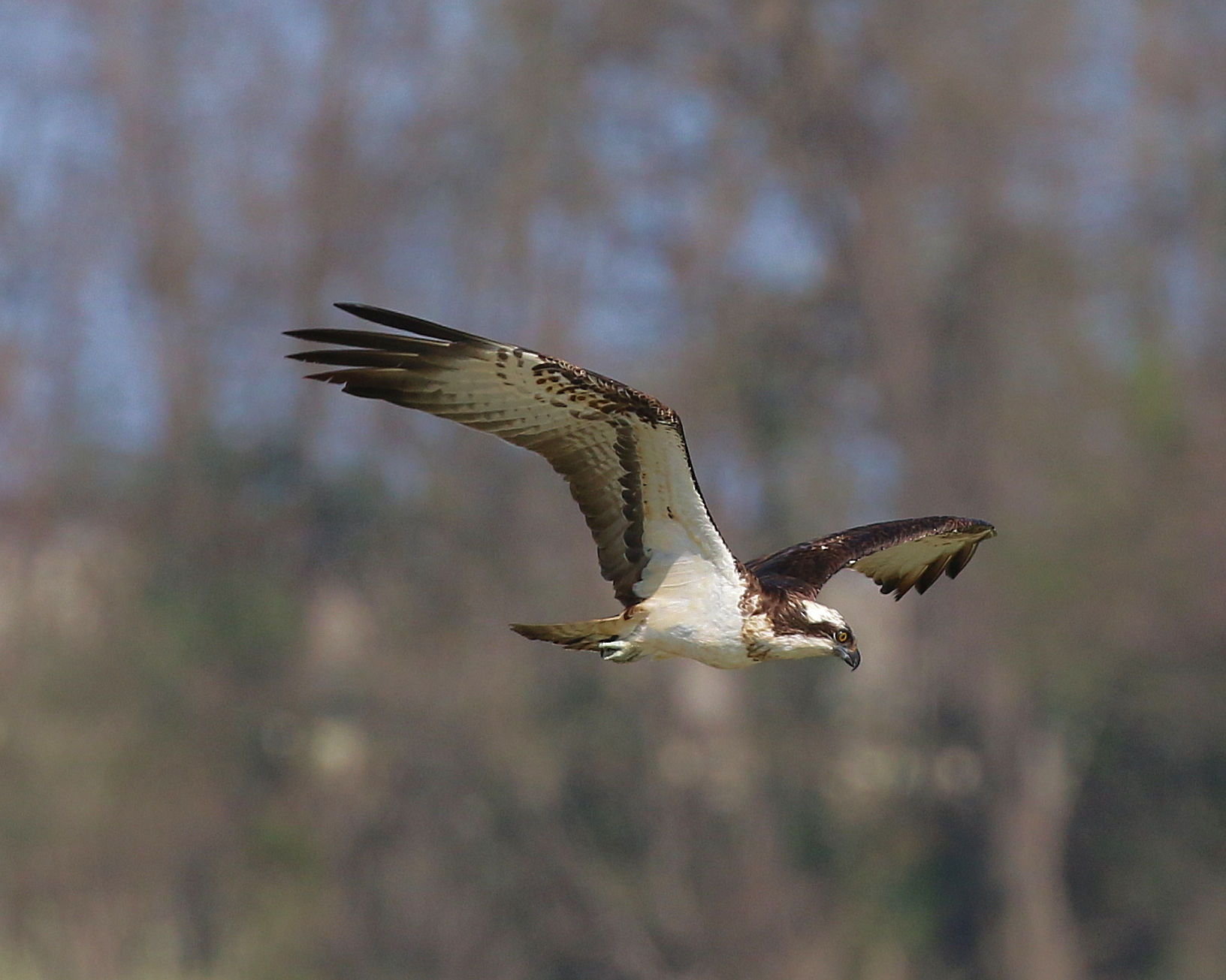 Osprey