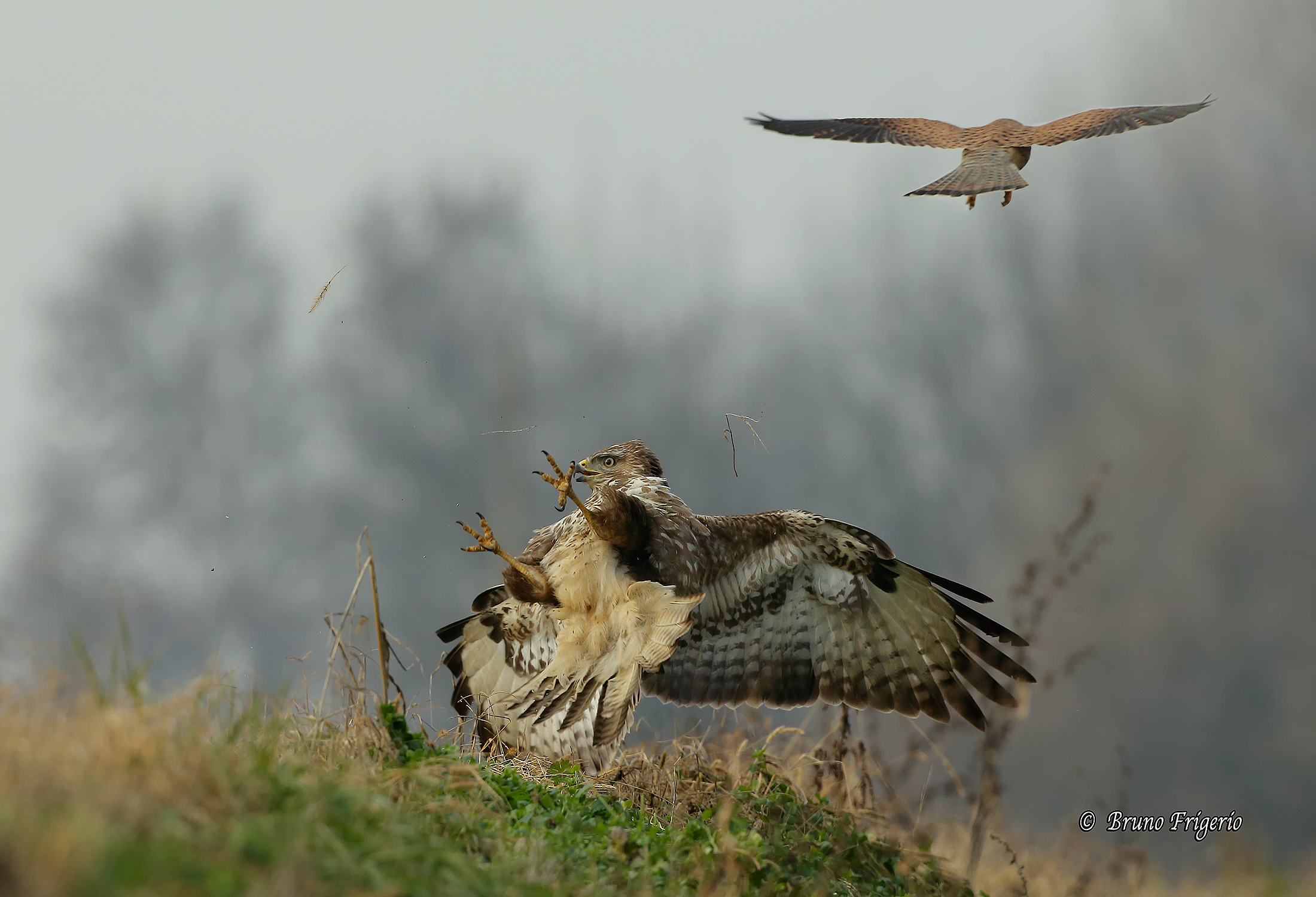 Kestrel defends its territory from the Buzzard 1