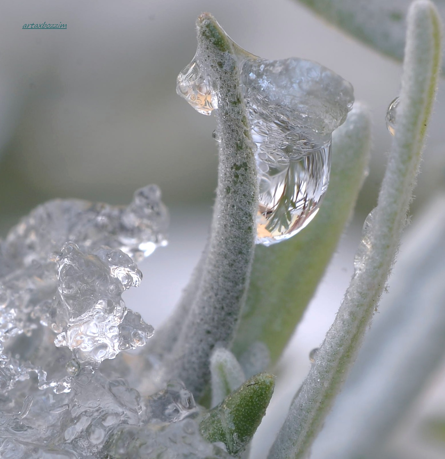 lavanda ghiacciata