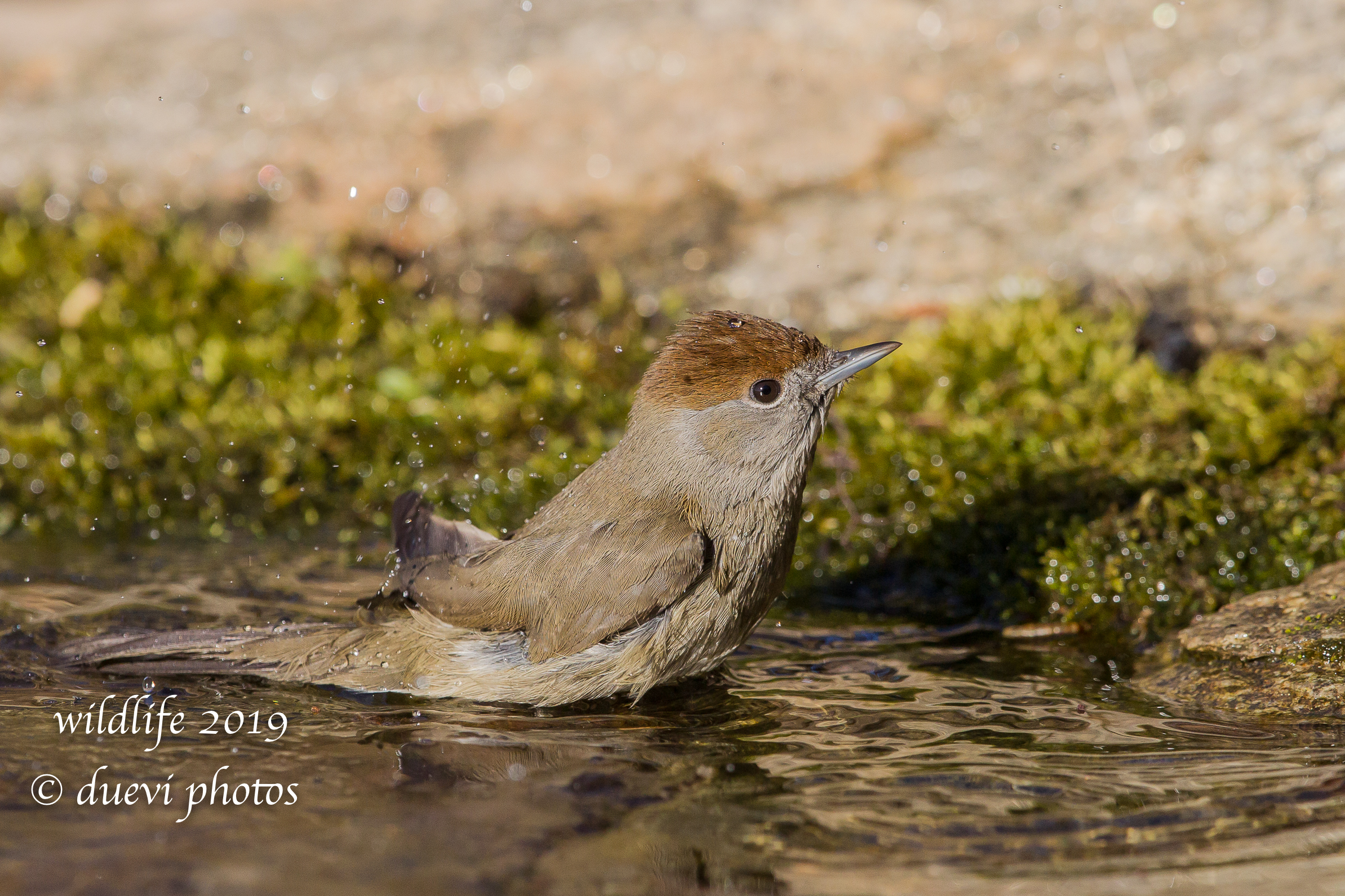 Sylvia Atricapilla (Capinera F.)