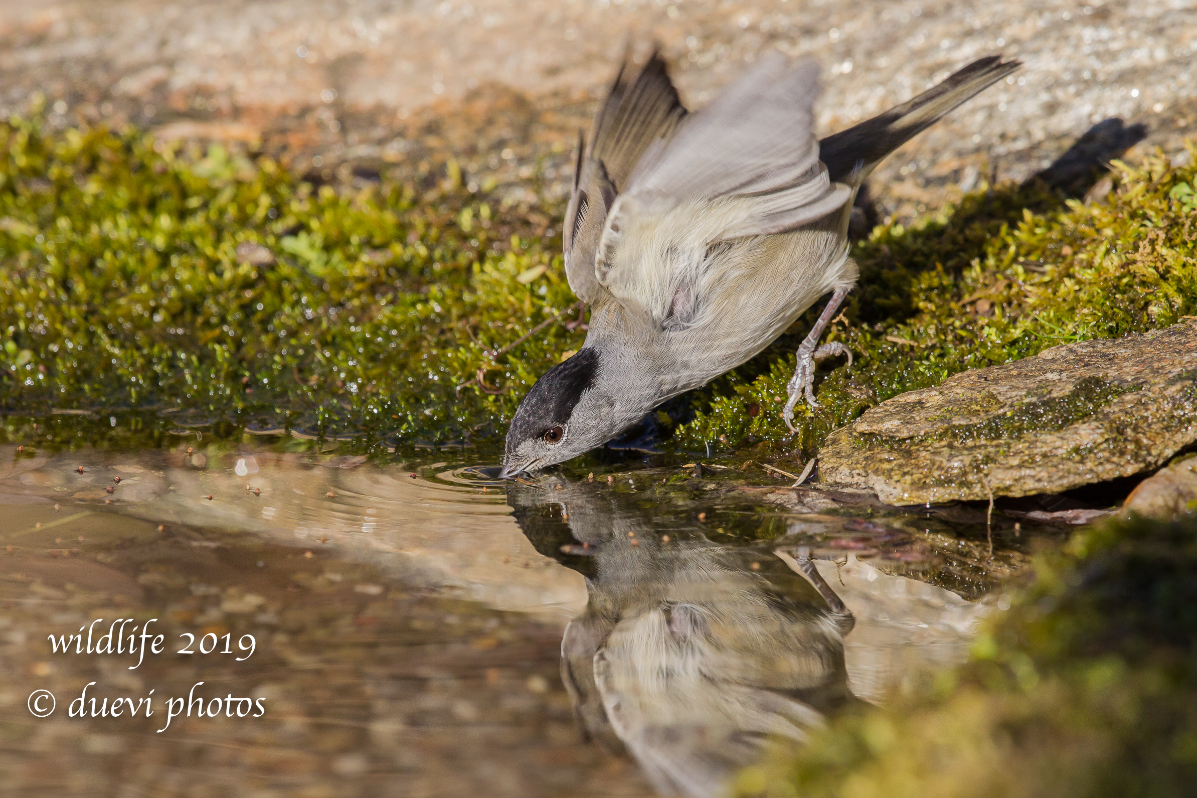 Sylvia atricapilla (Capinera m.)