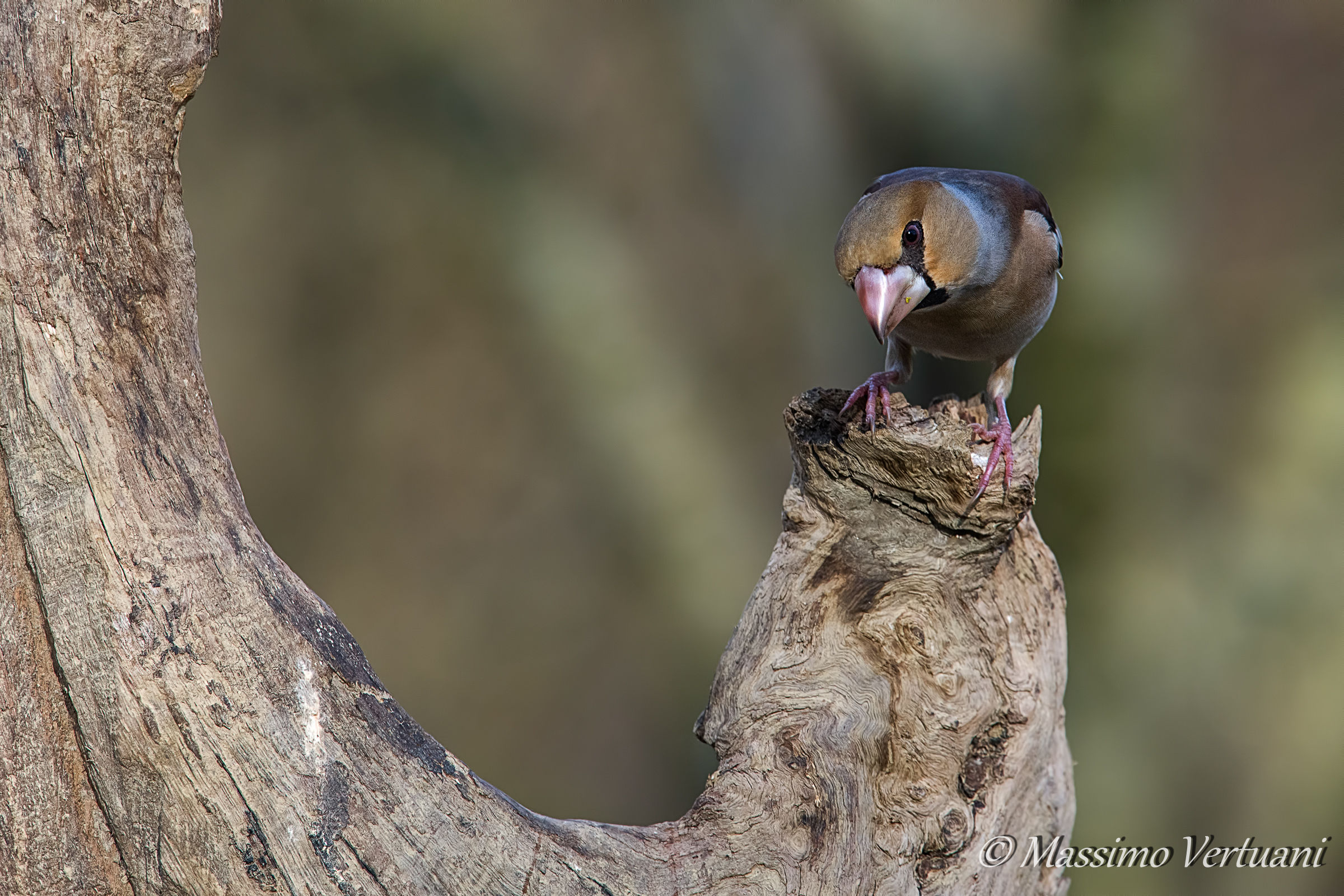 Ti vedo !!!!( Frosone )